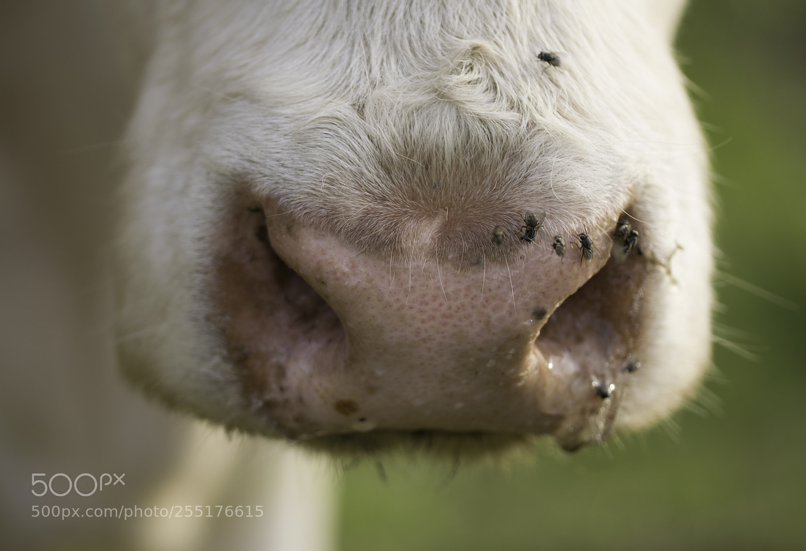 Nikon D5300 sample photo. Animals - mammals photography