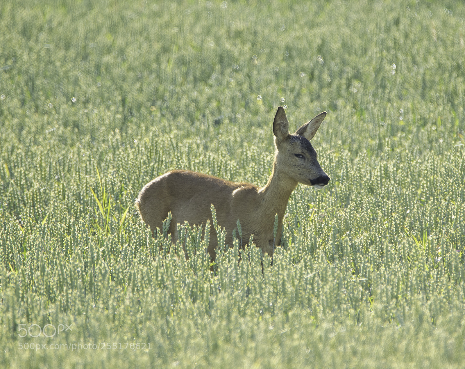 Nikon D5300 sample photo. Animals - mammals photography