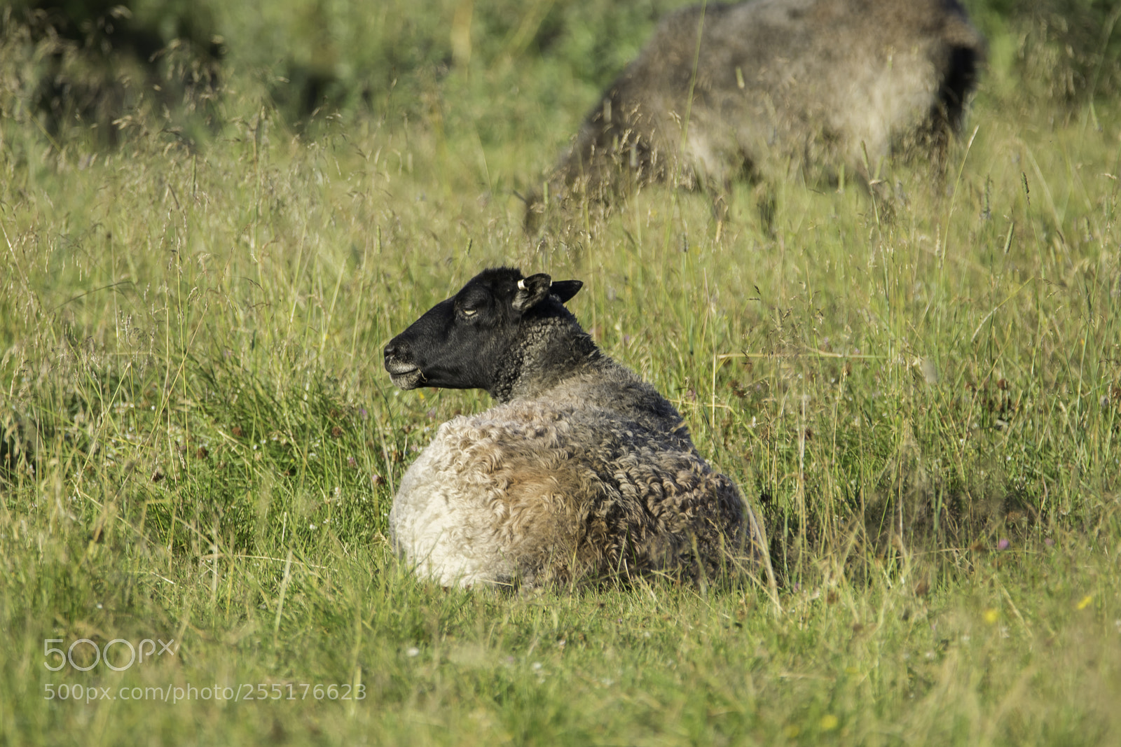 Nikon D5300 sample photo. Animals - mammals photography