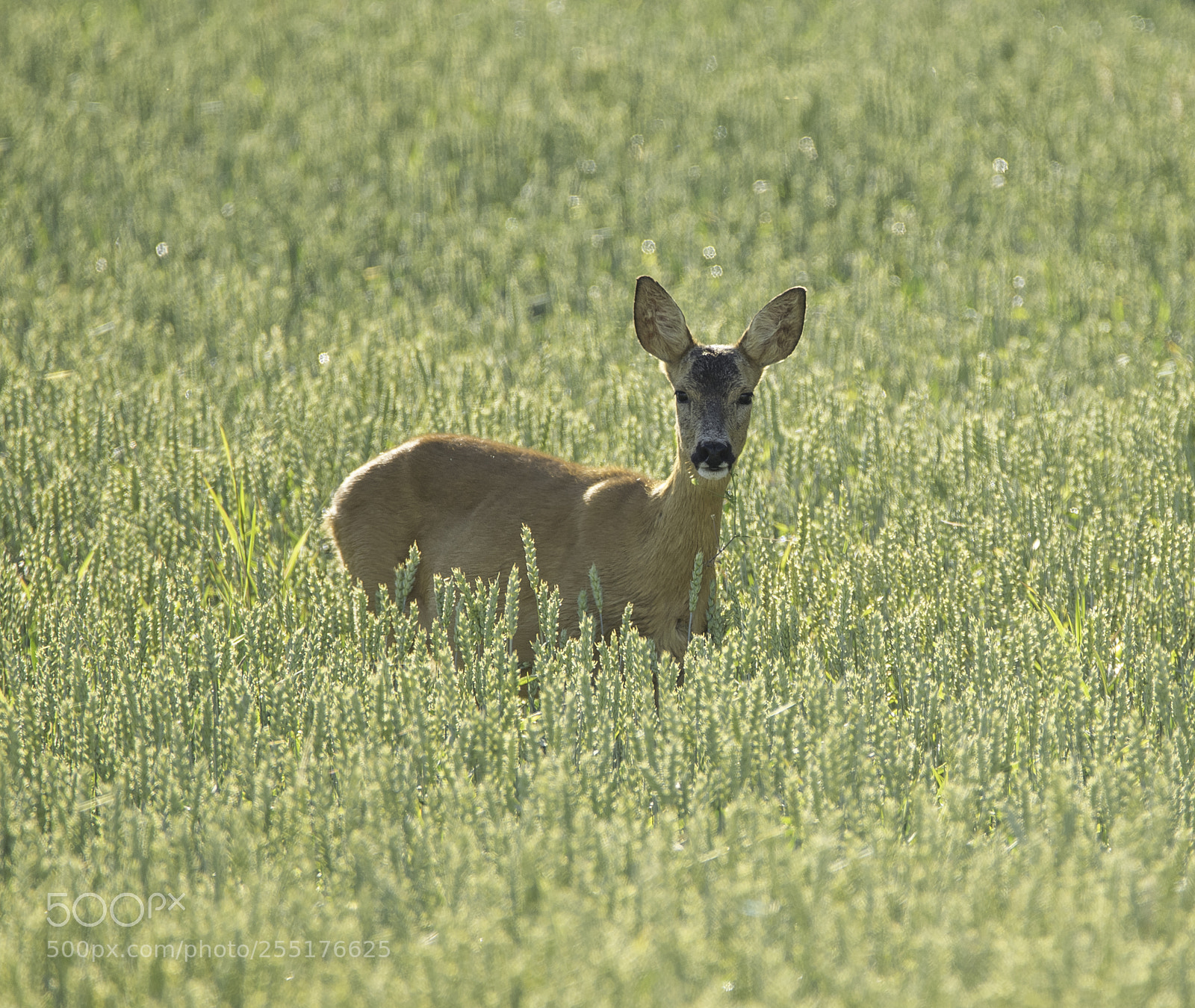Nikon D5300 sample photo. Animals - mammals photography