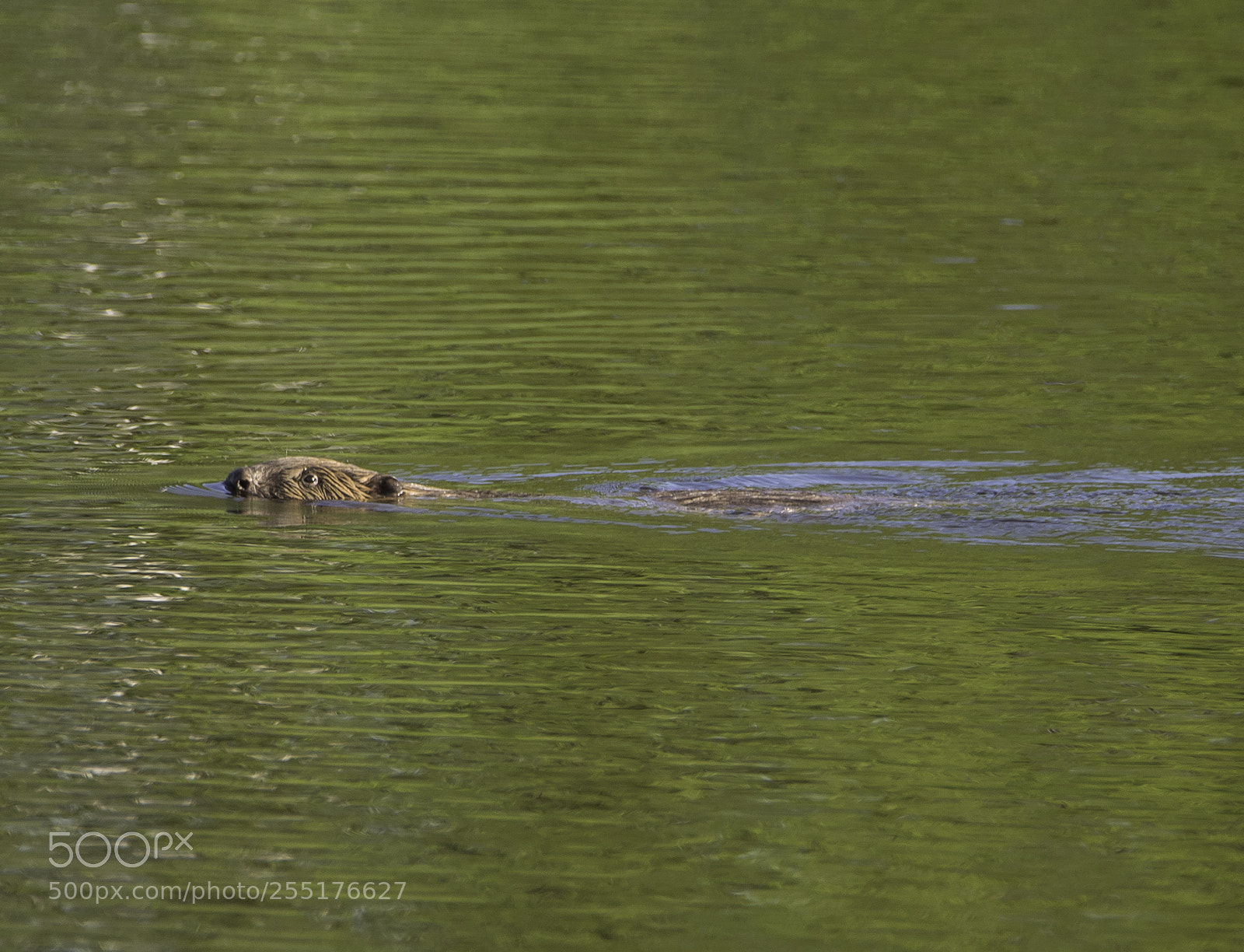 Nikon D5300 sample photo. Animals - mammals photography
