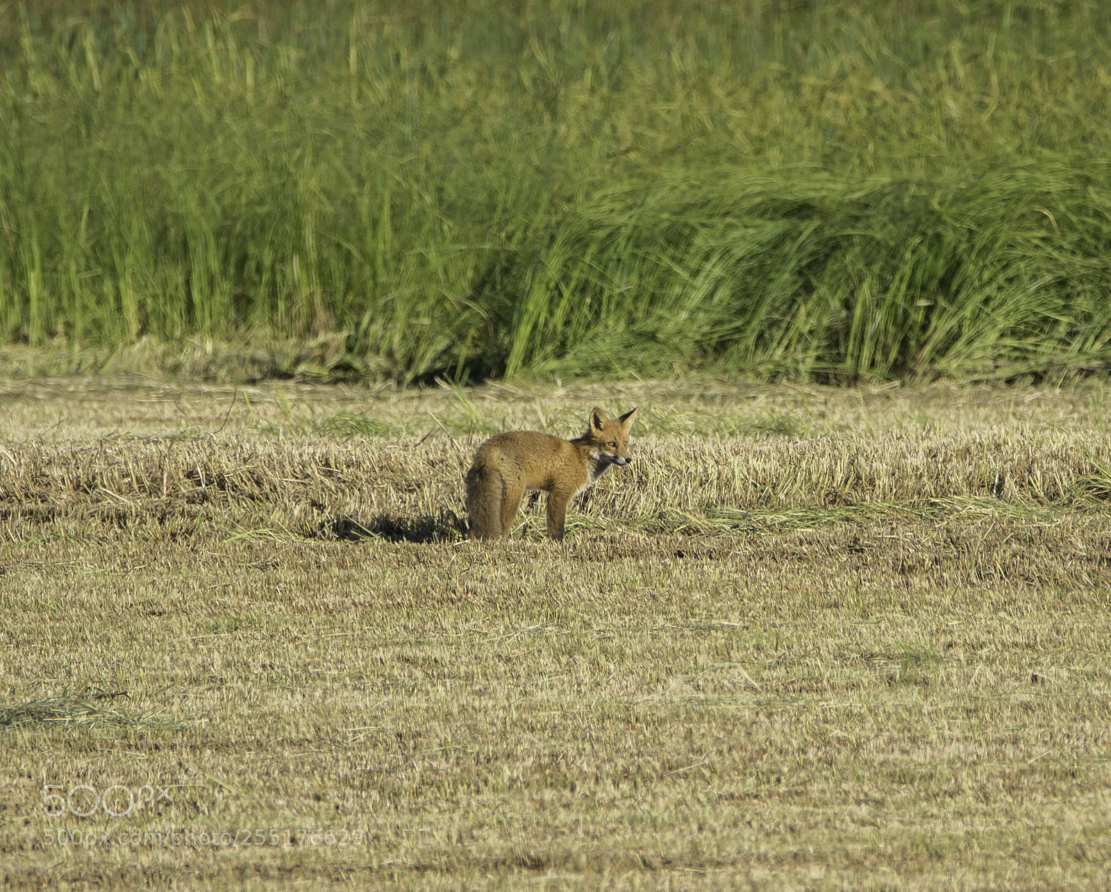 Nikon D5300 sample photo. Animals - mammals photography