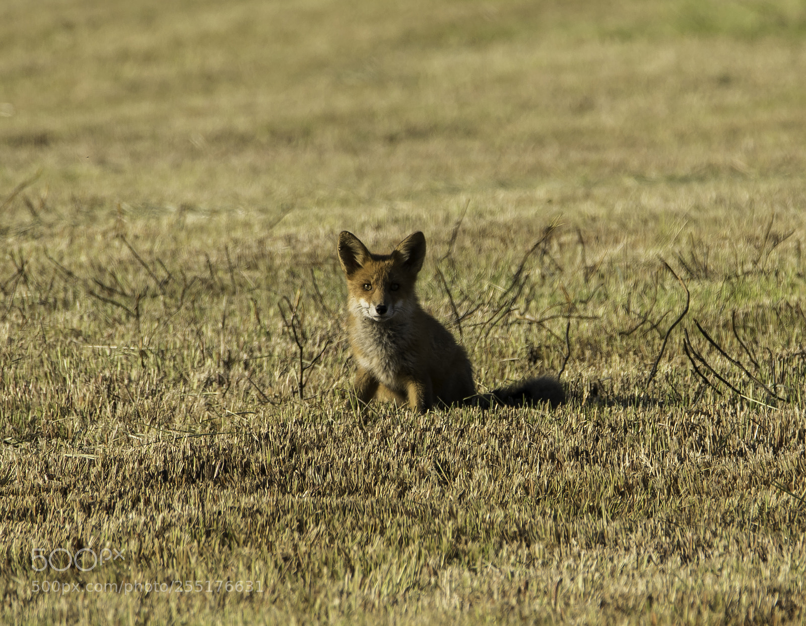 Nikon D5300 sample photo. Animals - mammals photography
