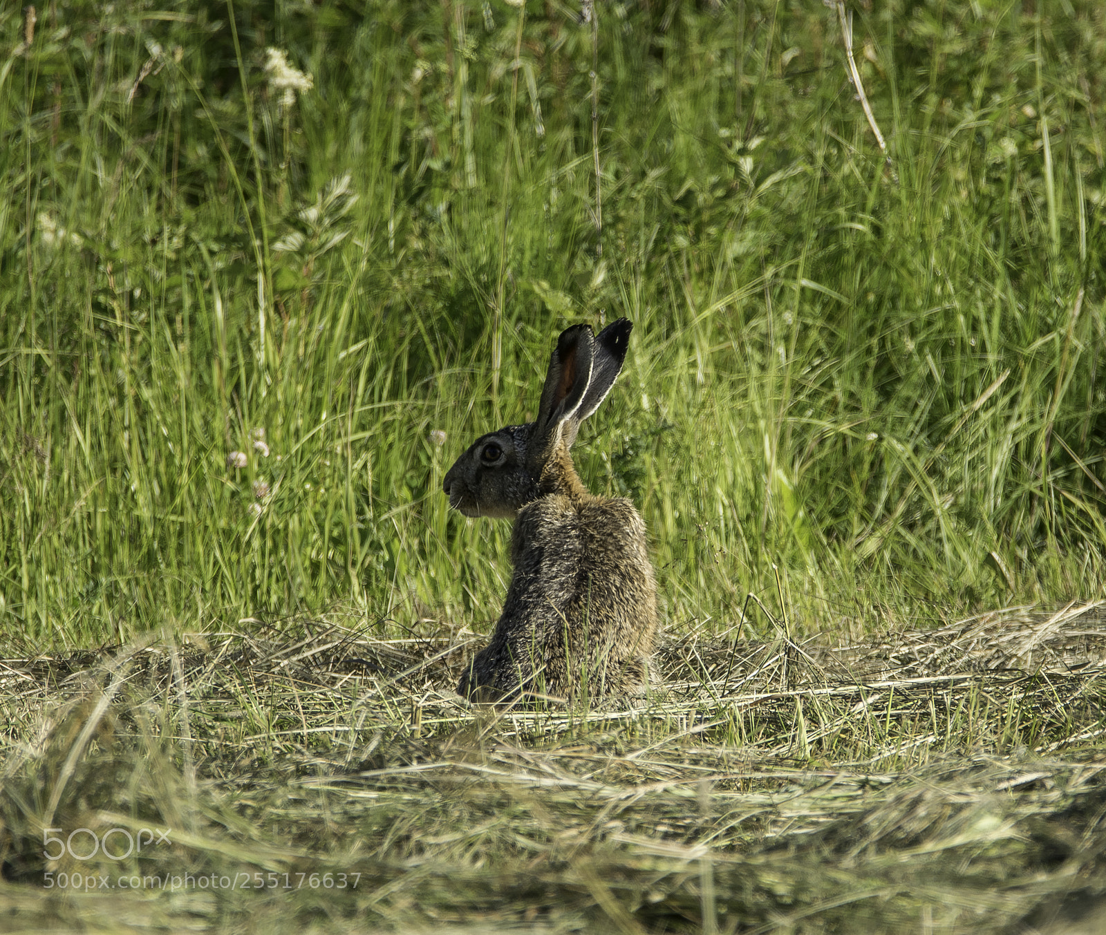 Nikon D5300 sample photo. Animals - mammals photography