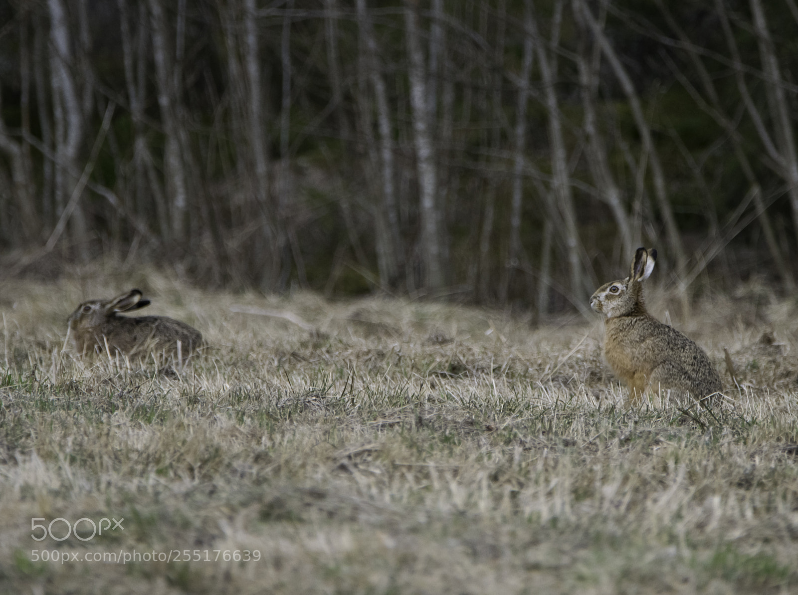 Nikon D5300 sample photo. Animals - mammals photography
