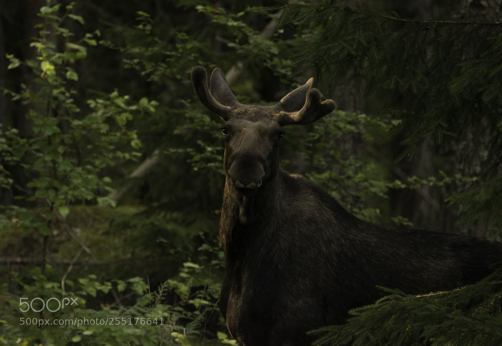 Nikon D5300 sample photo. Animals - mammals photography