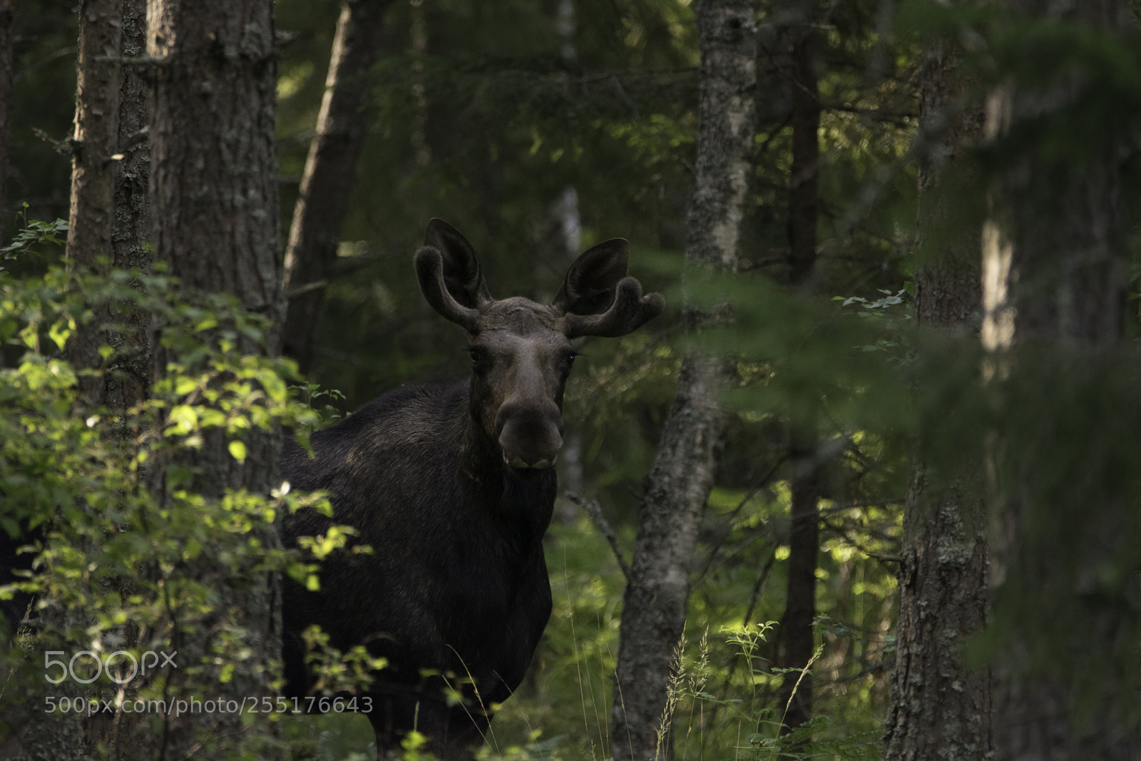 Nikon D5300 sample photo. Animals - mammals photography