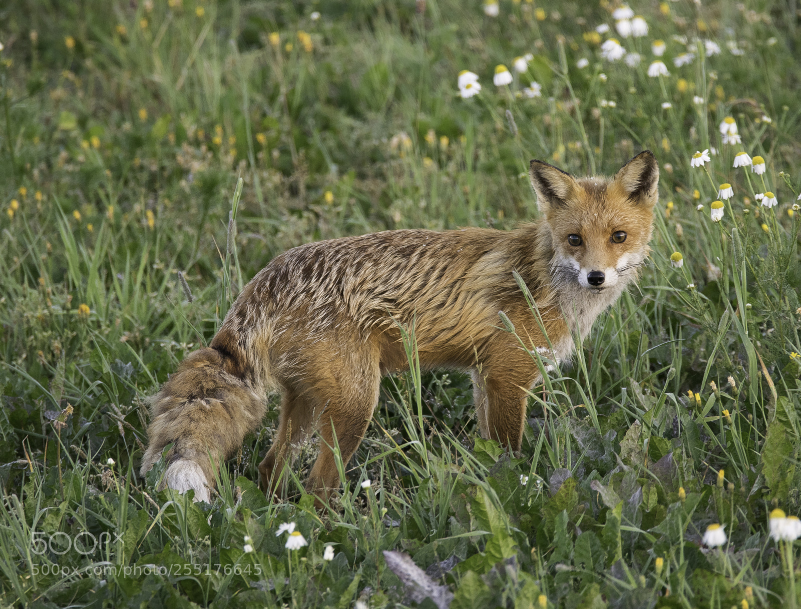 Nikon D5300 sample photo. Animals - mammals photography