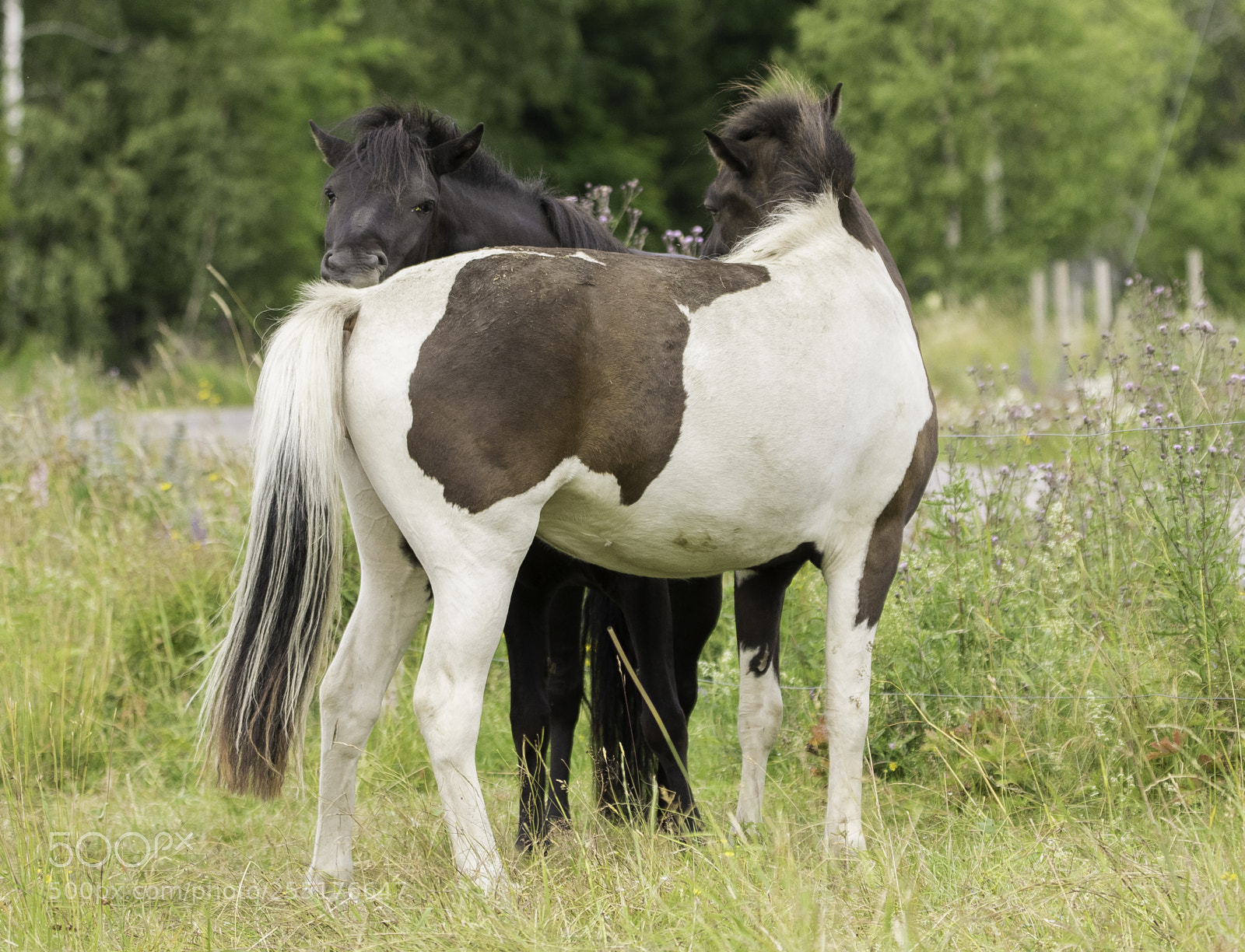 Nikon D5300 sample photo. Animals - mammals photography
