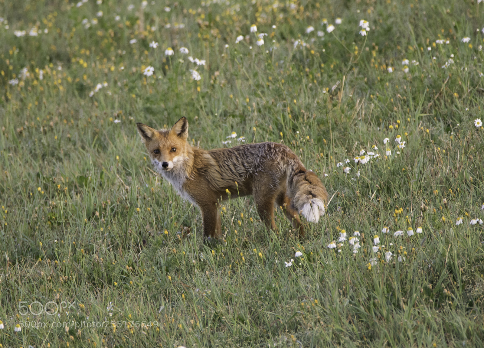 Nikon D5300 sample photo. Animals - mammals photography