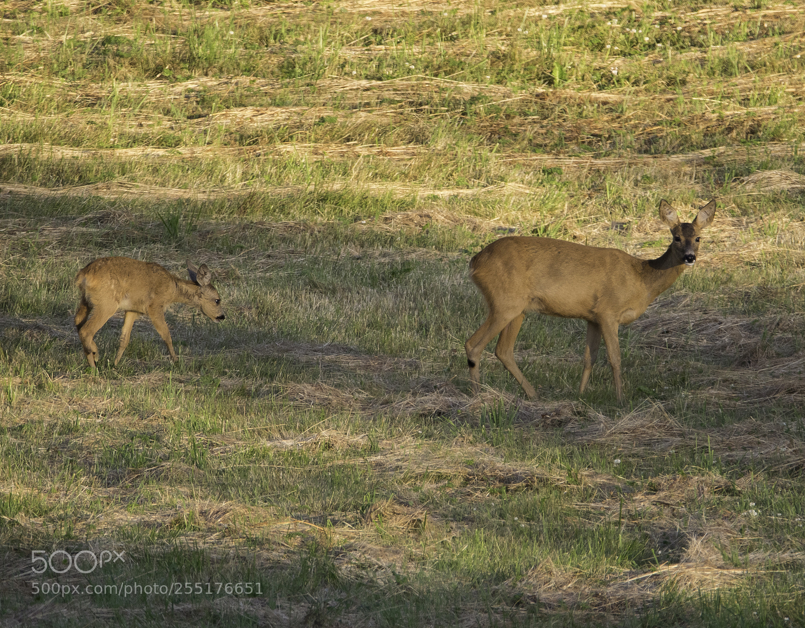 Nikon D5300 sample photo. Animals - mammals photography