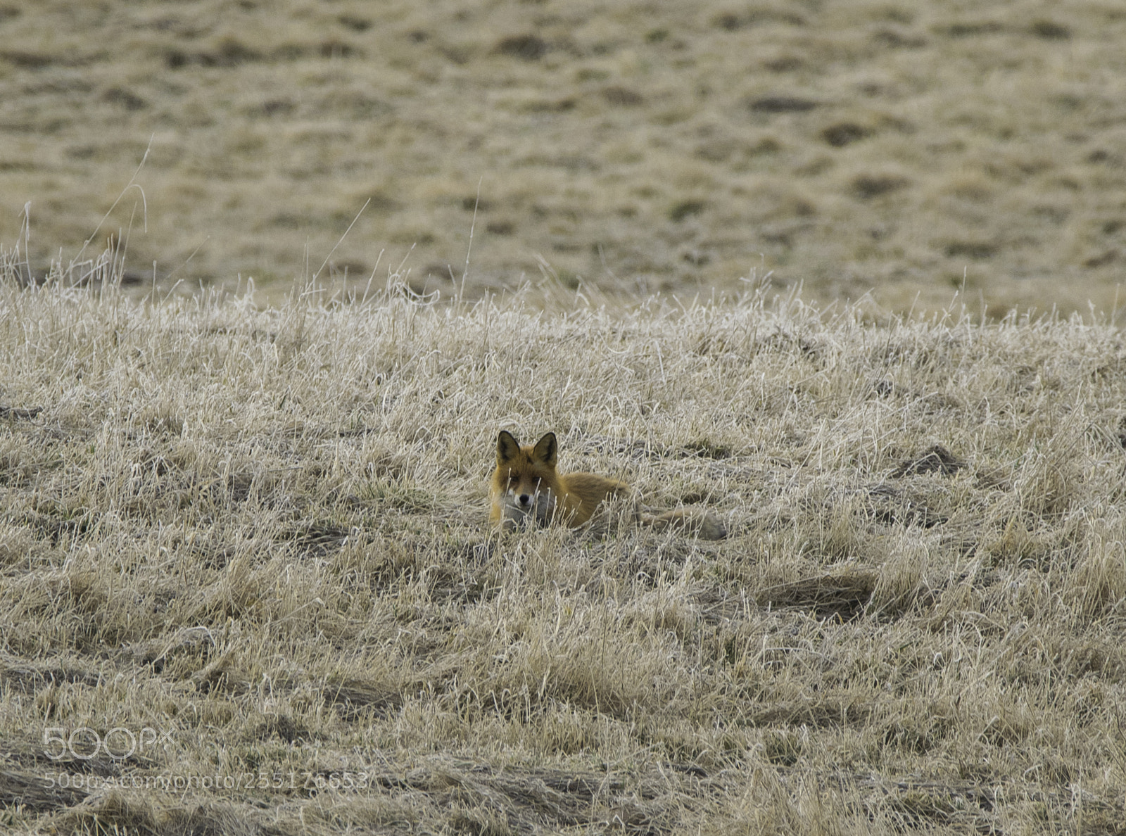 Nikon D5300 sample photo. Animals - mammals photography