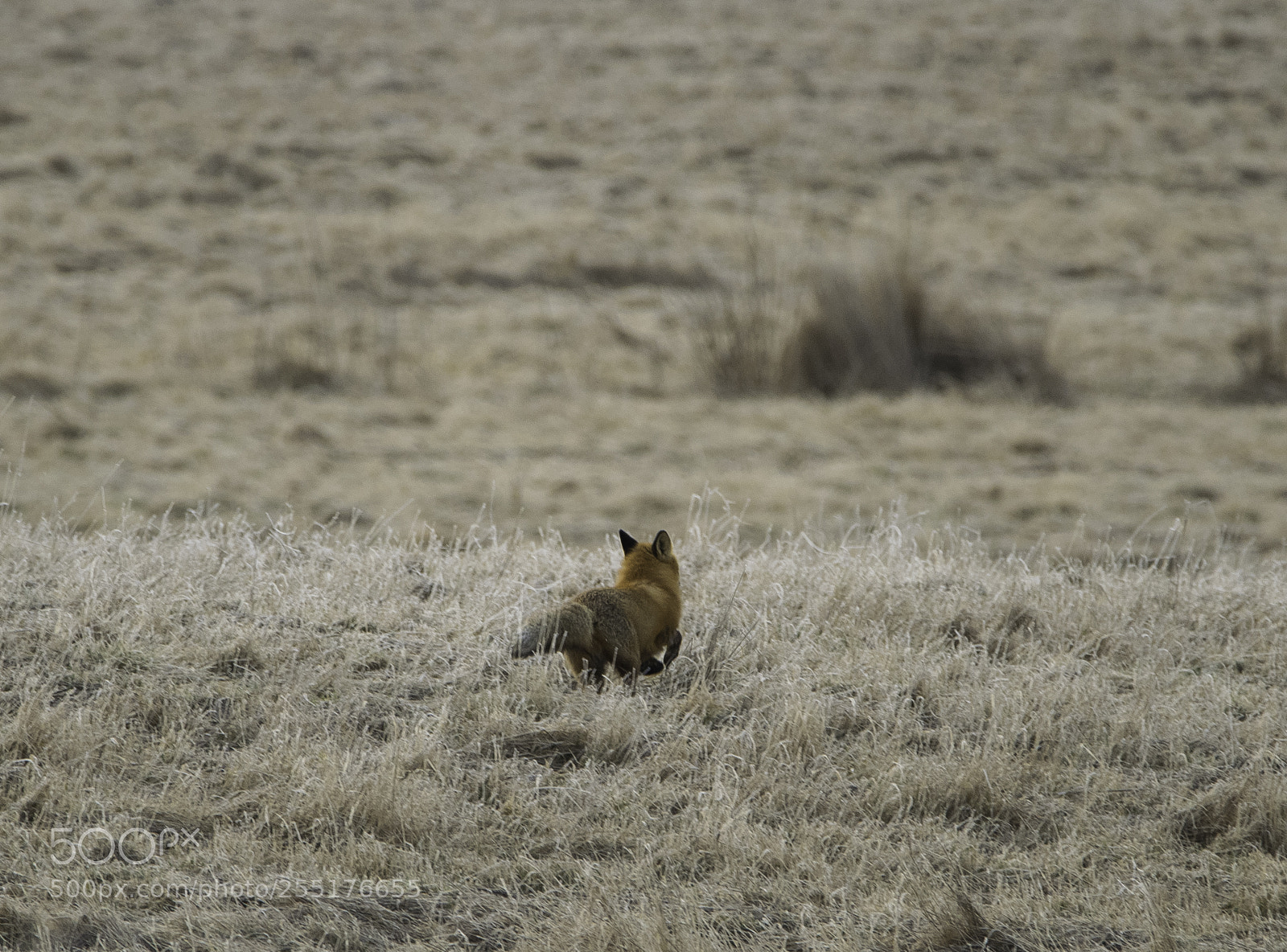 Nikon D5300 sample photo. Animals - mammals photography