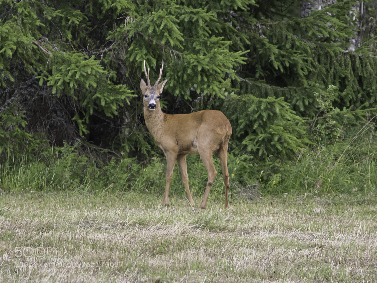 Nikon D5300 sample photo. Animals - mammals photography