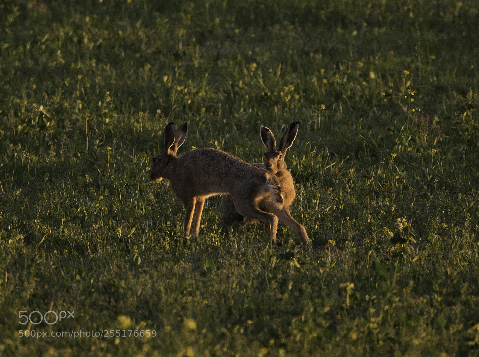 Nikon D5300 sample photo. Animals - mammals photography