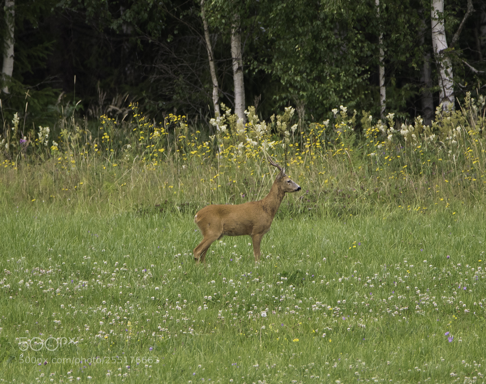 Nikon D5300 sample photo. Animals - mammals photography