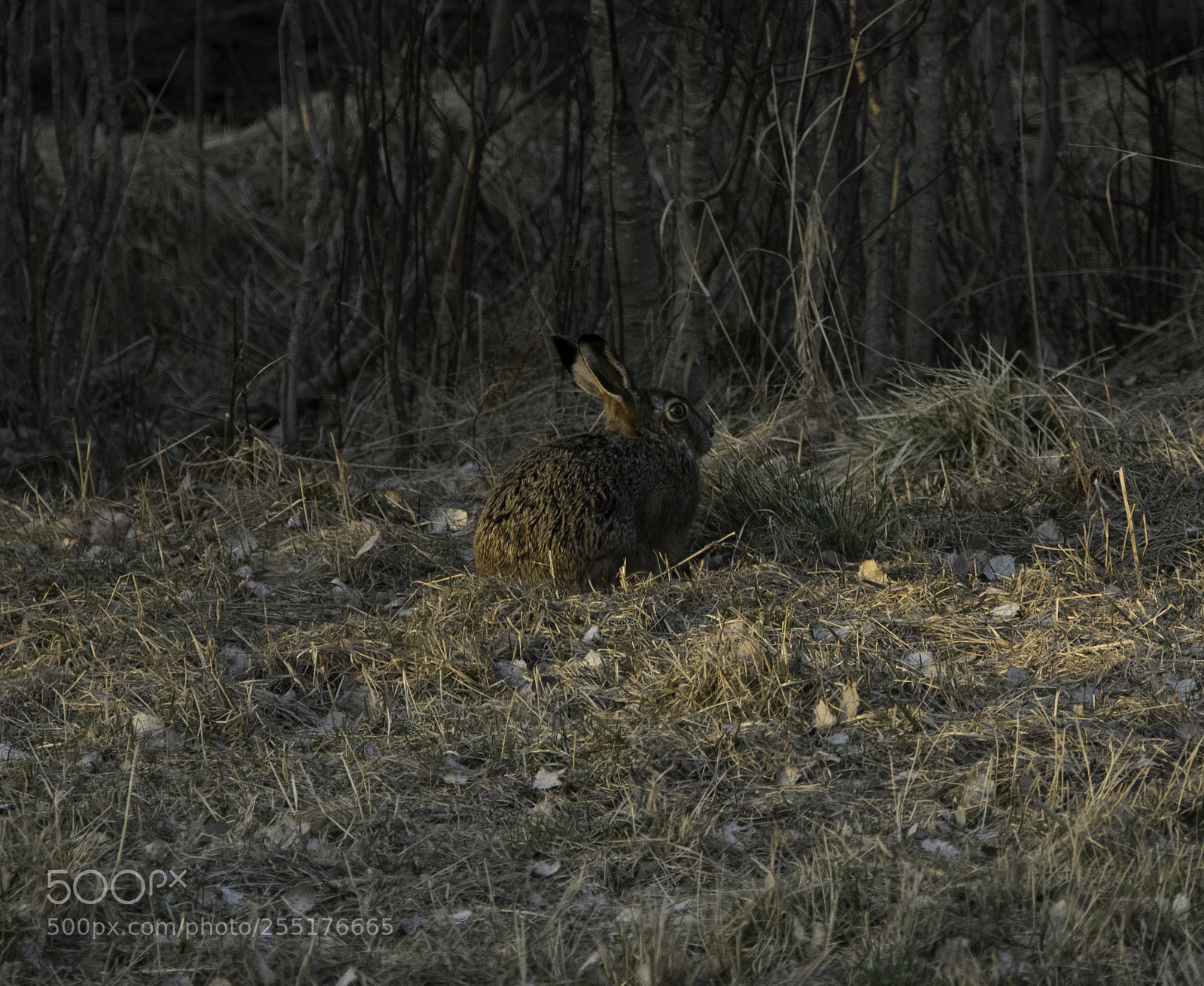 Nikon D5300 sample photo. Animals - mammals photography