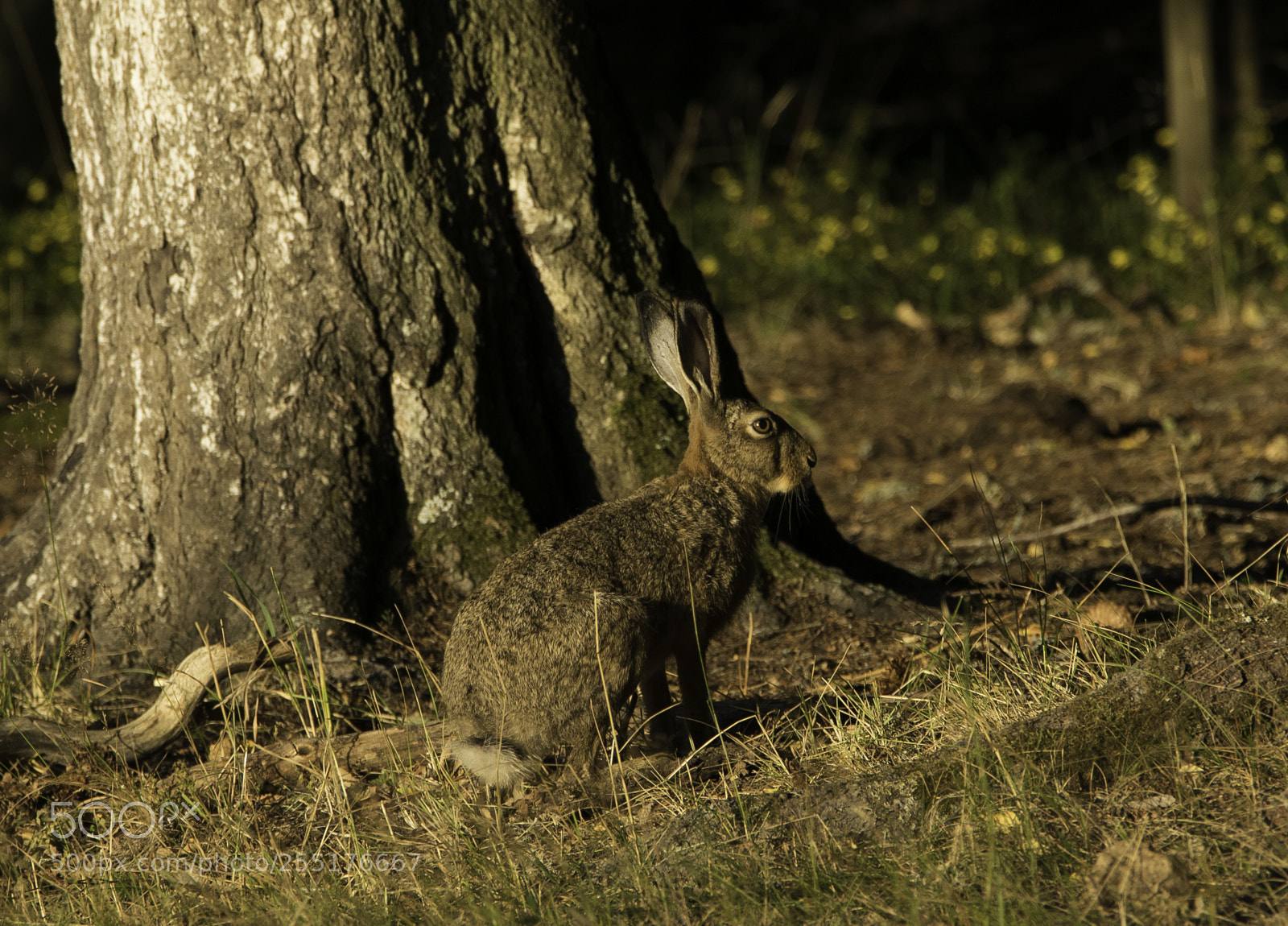 Nikon D5300 sample photo. Animals - mammals photography