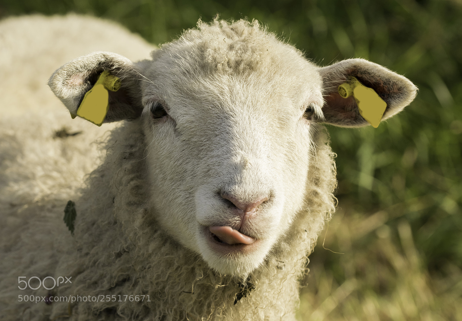Nikon D5300 sample photo. Animals - mammals photography