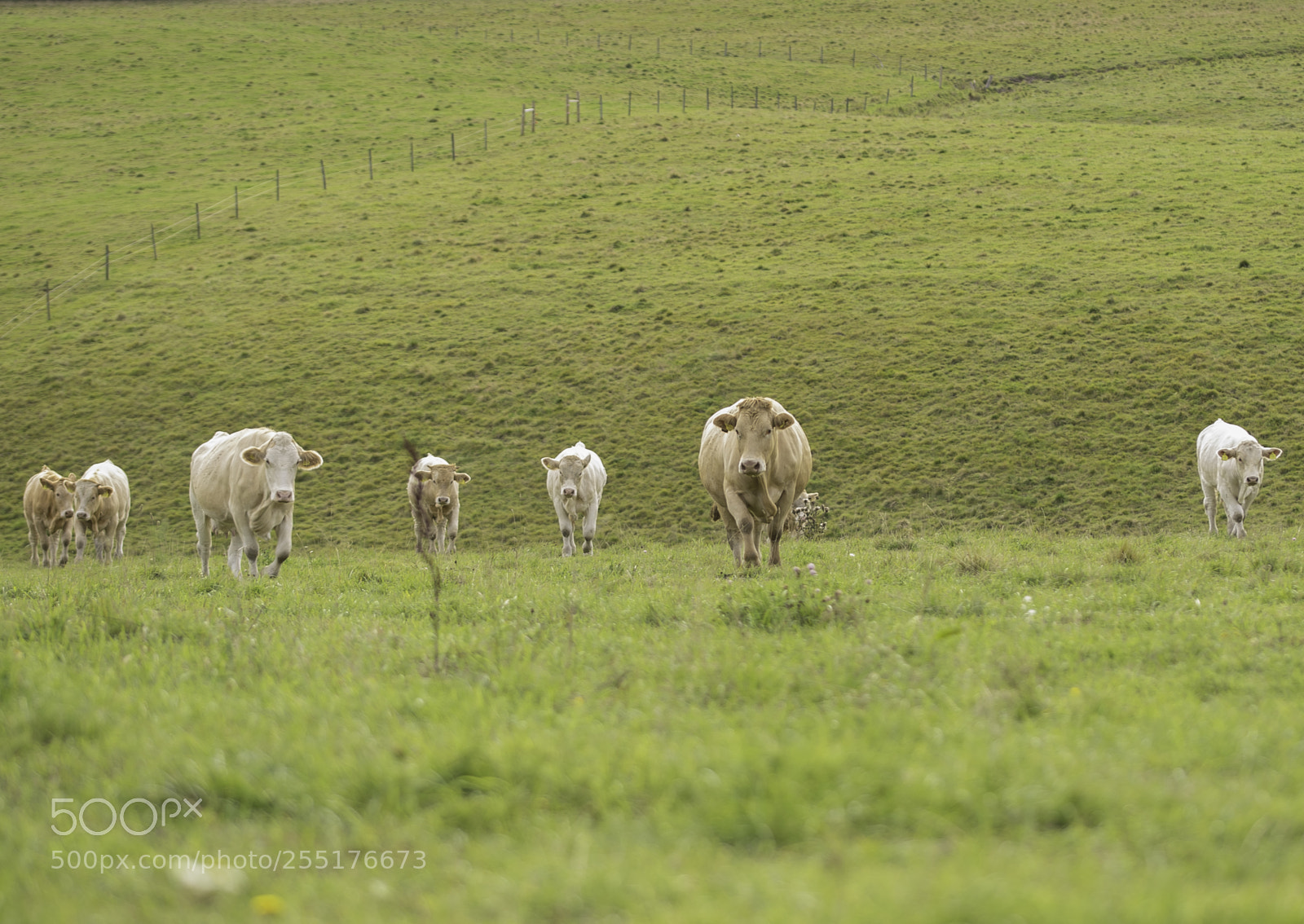 Nikon D5300 sample photo. Animals - mammals photography