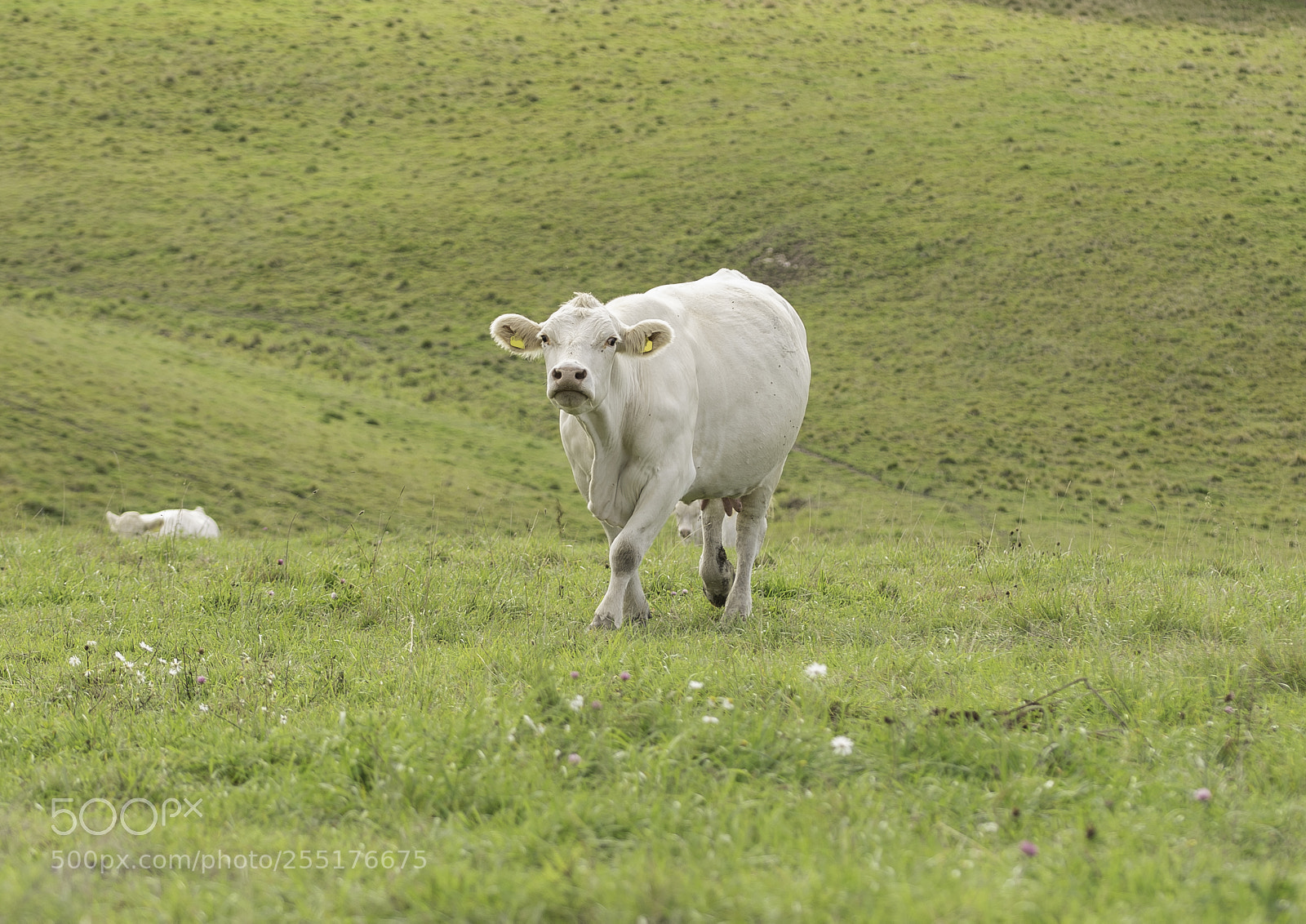 Nikon D5300 sample photo. Animals - mammals photography