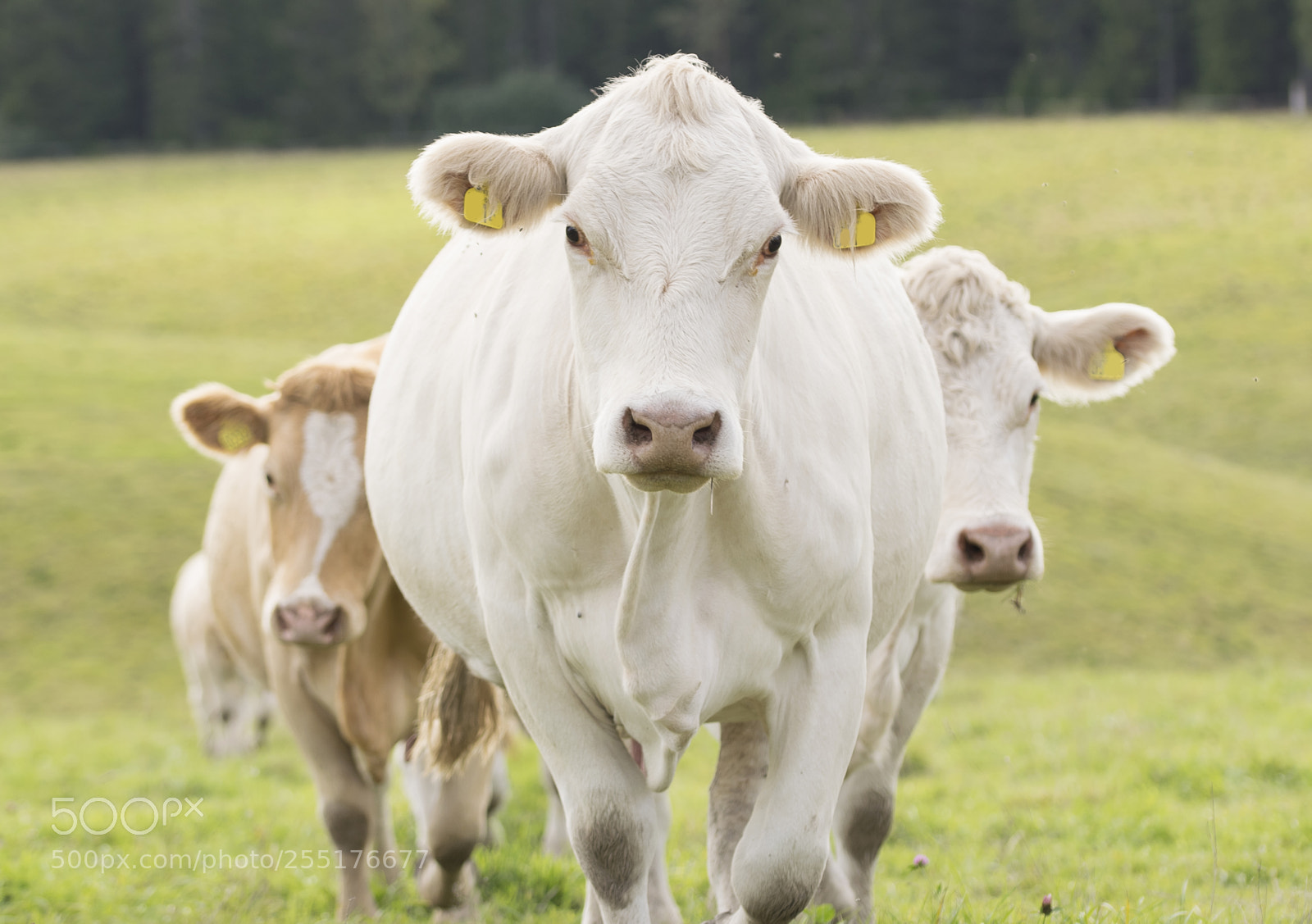 Nikon D5300 sample photo. Animals - mammals photography