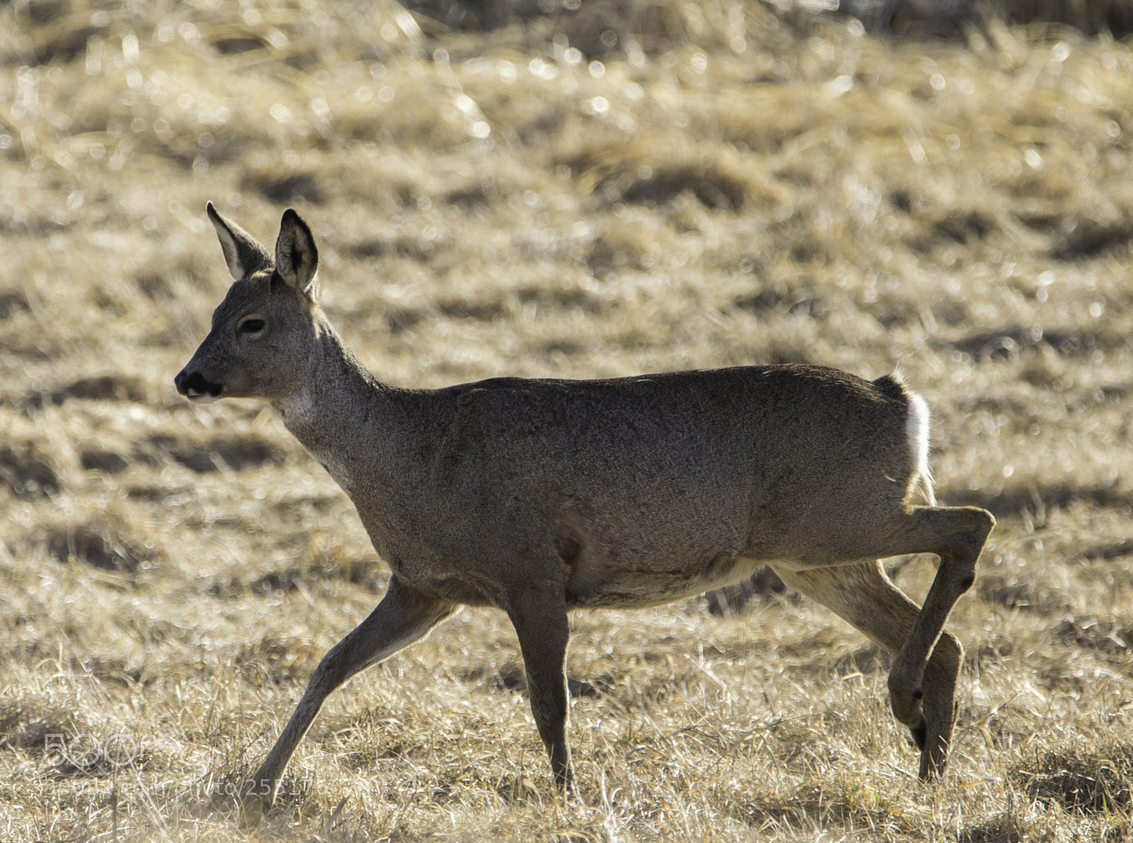 Nikon D5300 sample photo. Animals - mammals photography