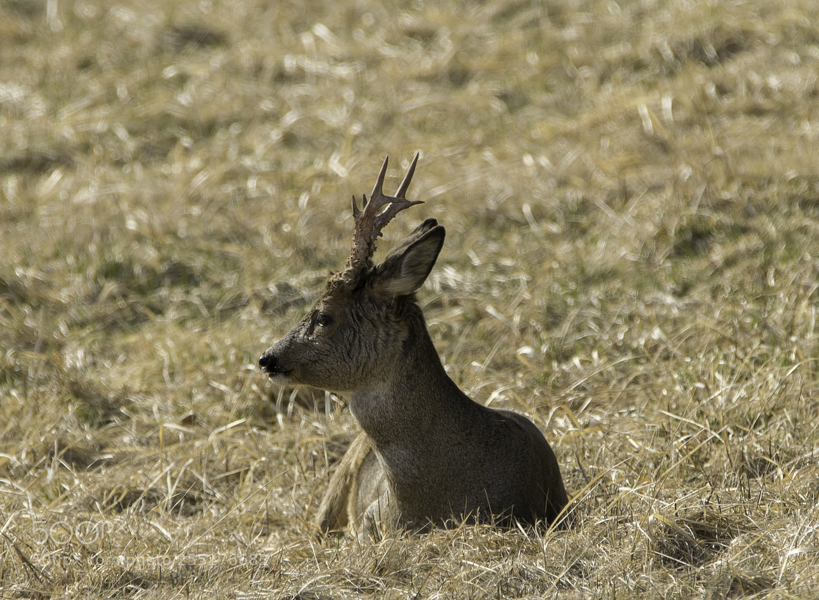 Nikon D5300 sample photo. Animals - mammals photography