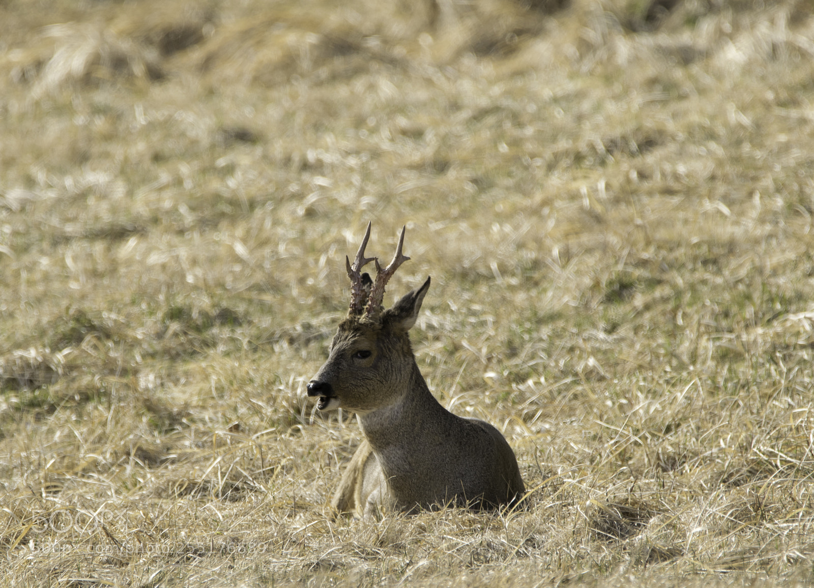 Nikon D5300 sample photo. Animals - mammals photography
