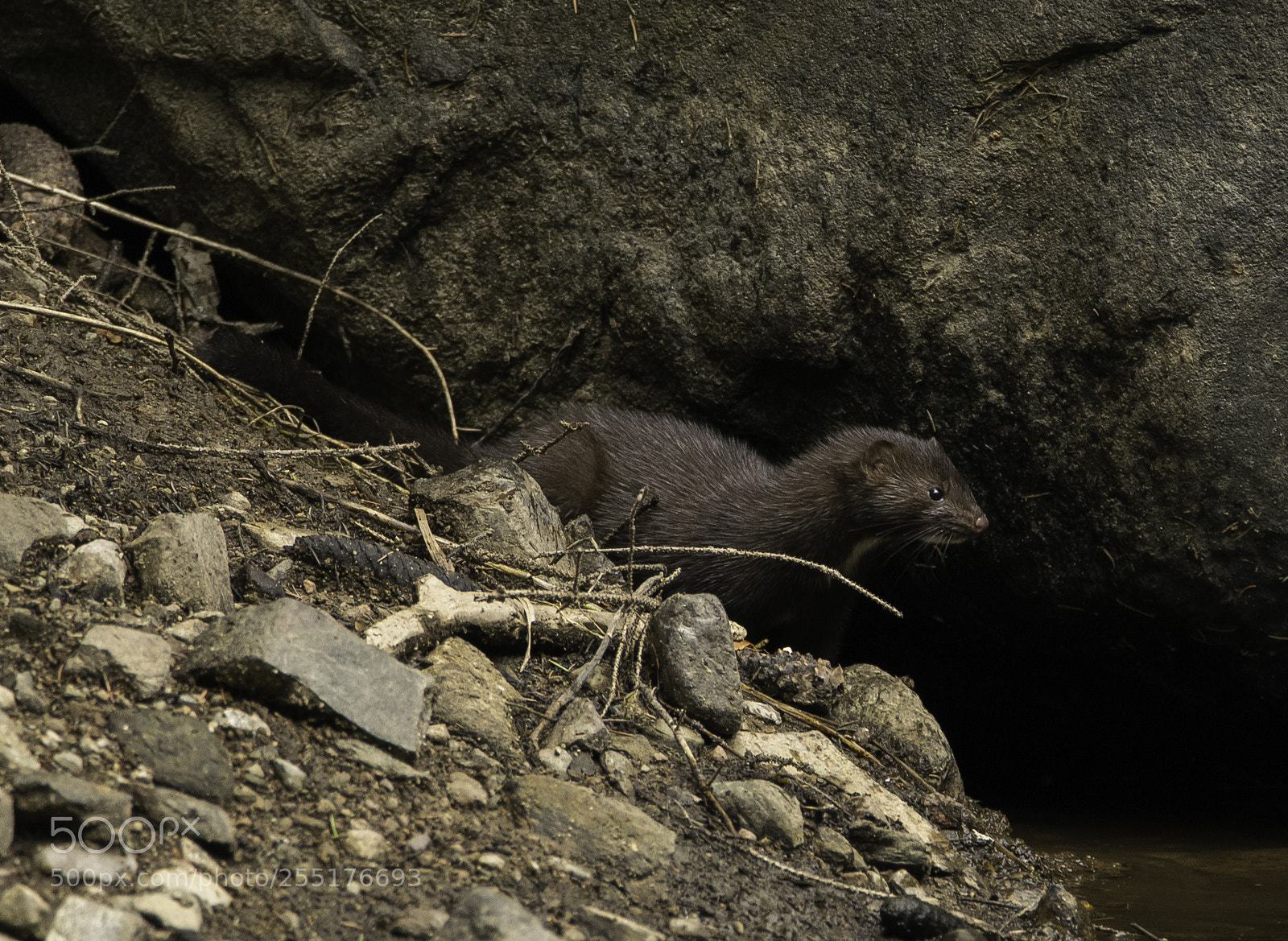 Nikon D5300 sample photo. Animals - mammals photography
