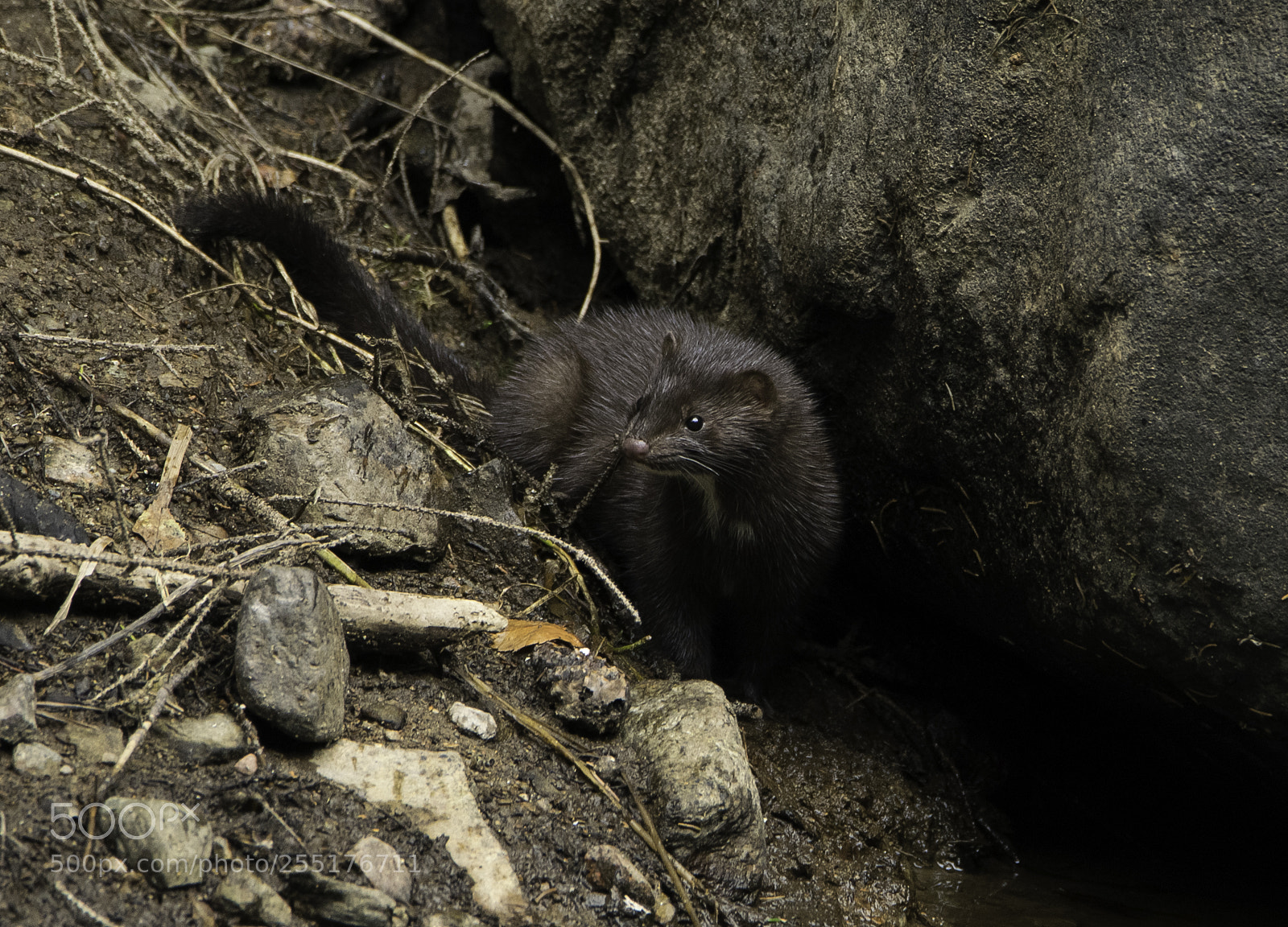 Nikon D5300 sample photo. Animals - mammals photography