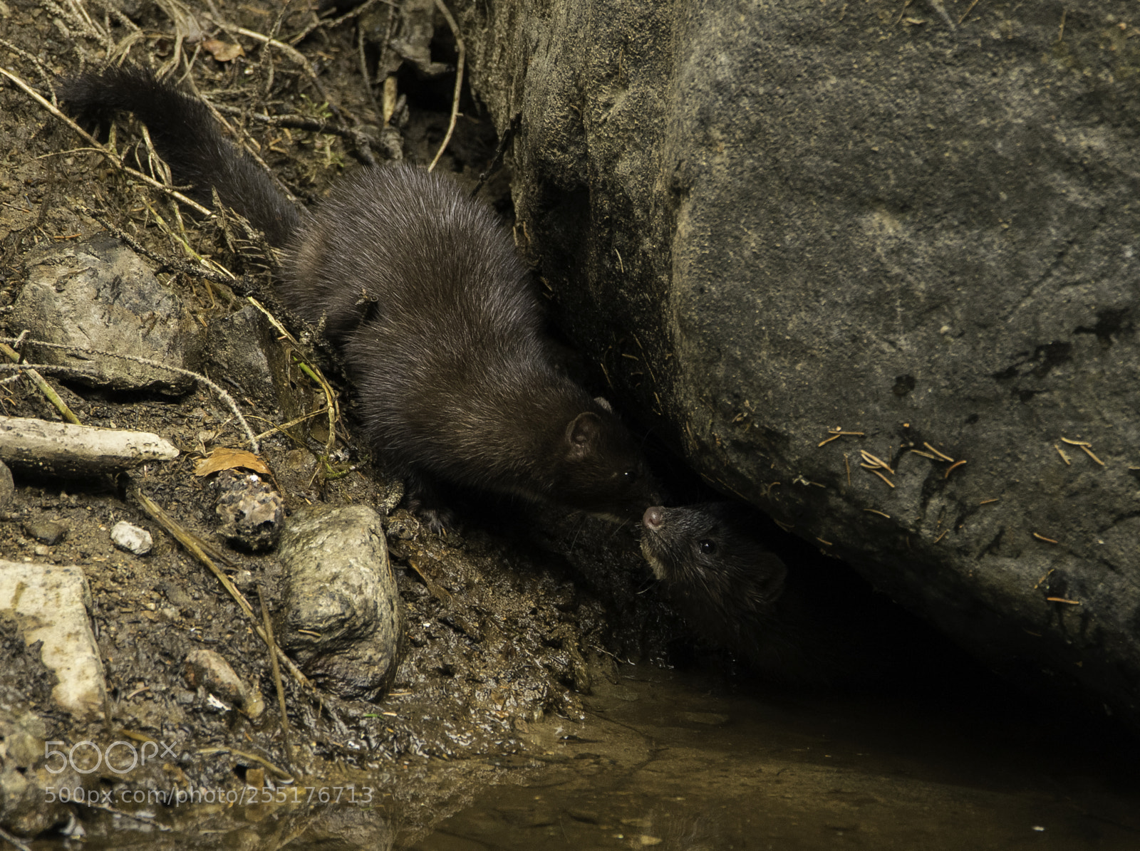 Nikon D5300 sample photo. Animals - mammals photography