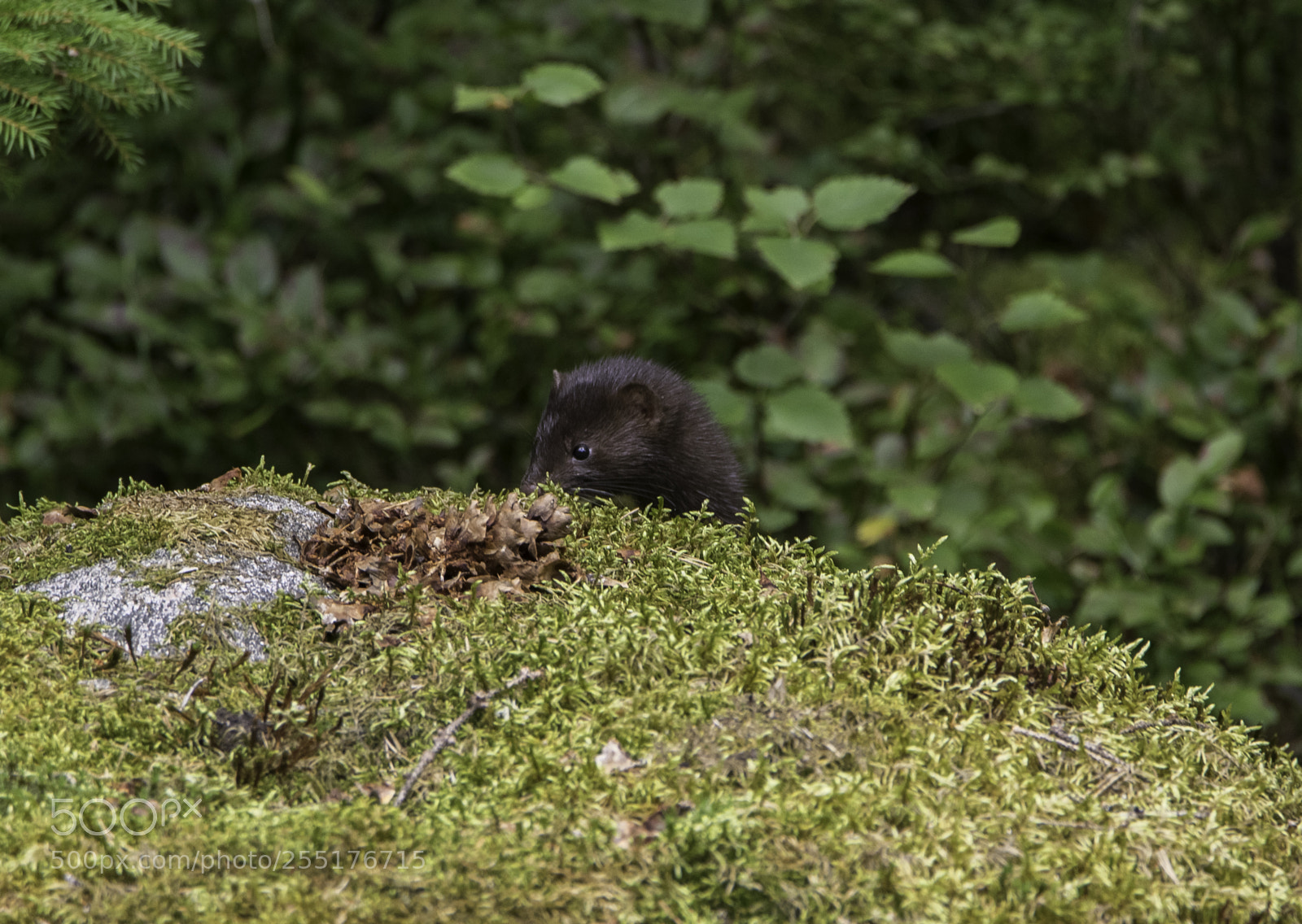 Nikon D5300 sample photo. Animals - mammals photography