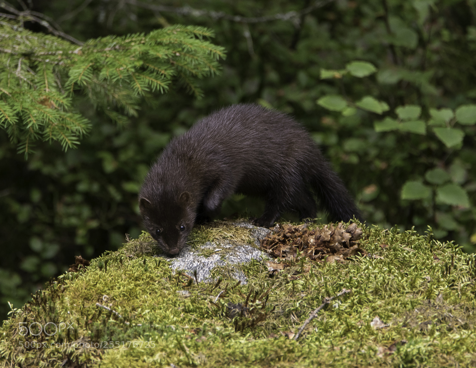 Nikon D5300 sample photo. Animals - mammals photography