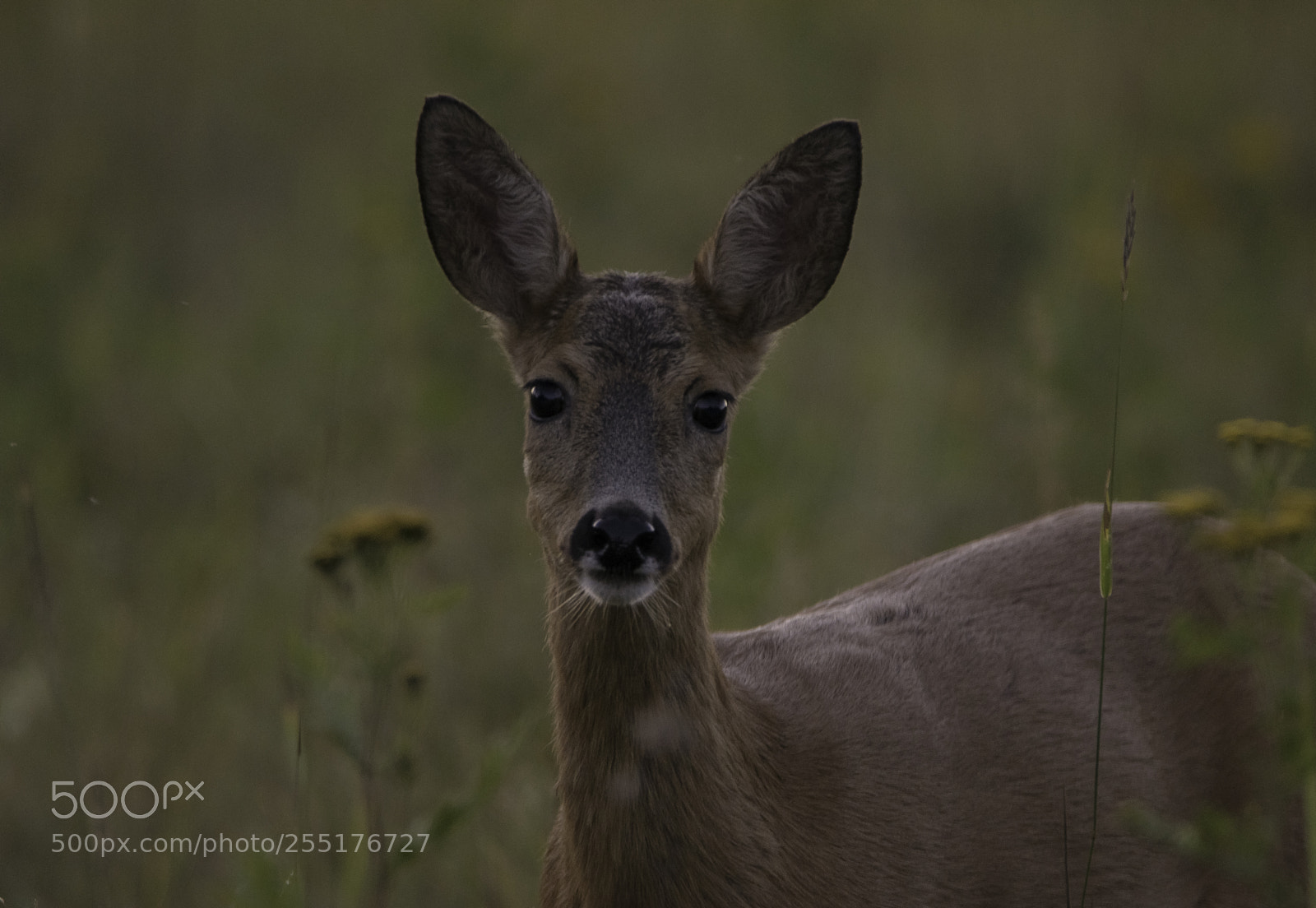 Nikon D5300 sample photo. Animals - mammals photography