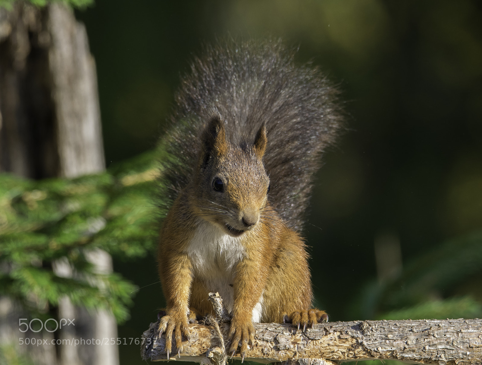 Nikon D5300 sample photo. Animals - mammals photography