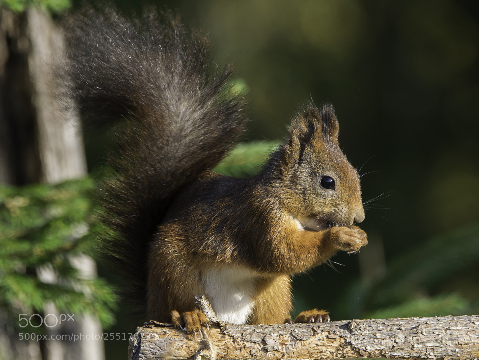 Nikon D5300 sample photo. Animals - mammals photography