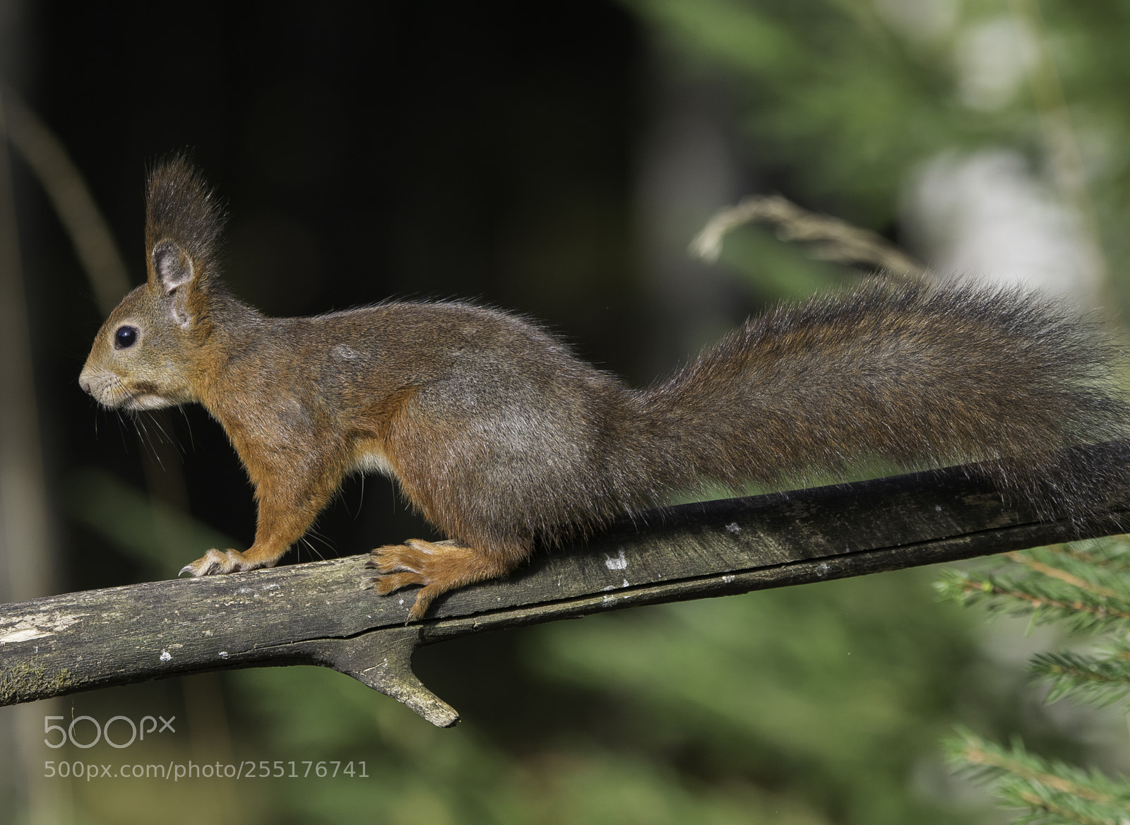 Nikon D5300 sample photo. Animals - mammals photography