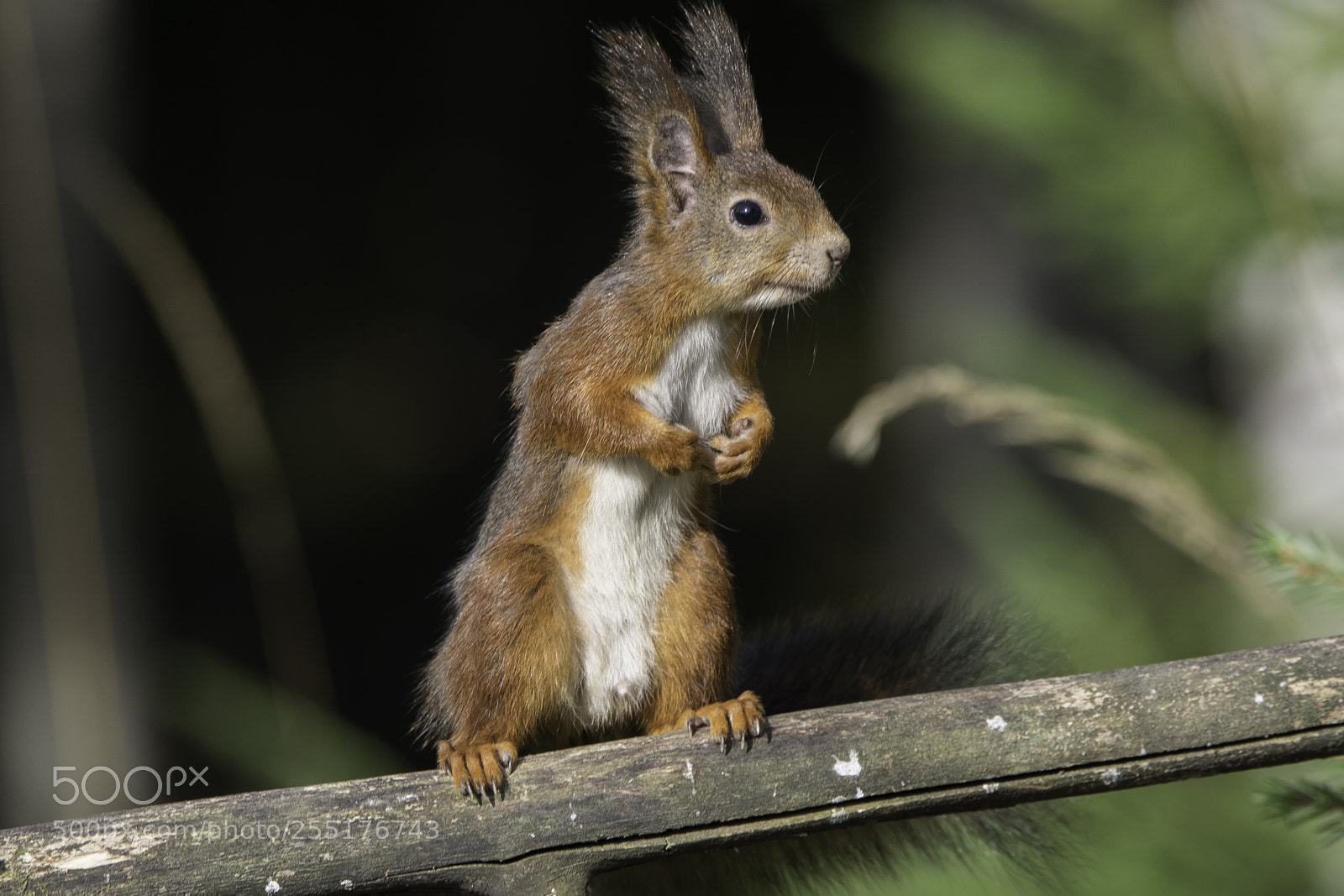 Nikon D5300 sample photo. Animals - mammals photography