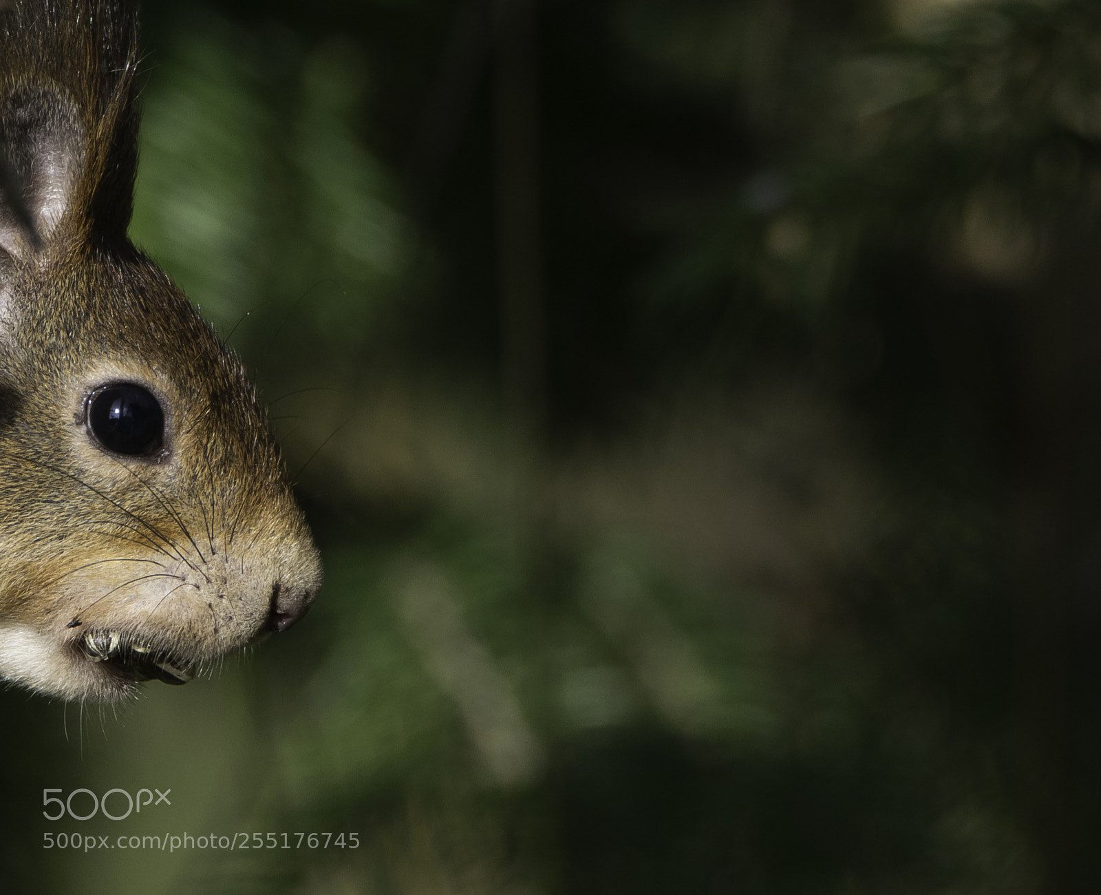 Nikon D5300 sample photo. Animals - mammals photography