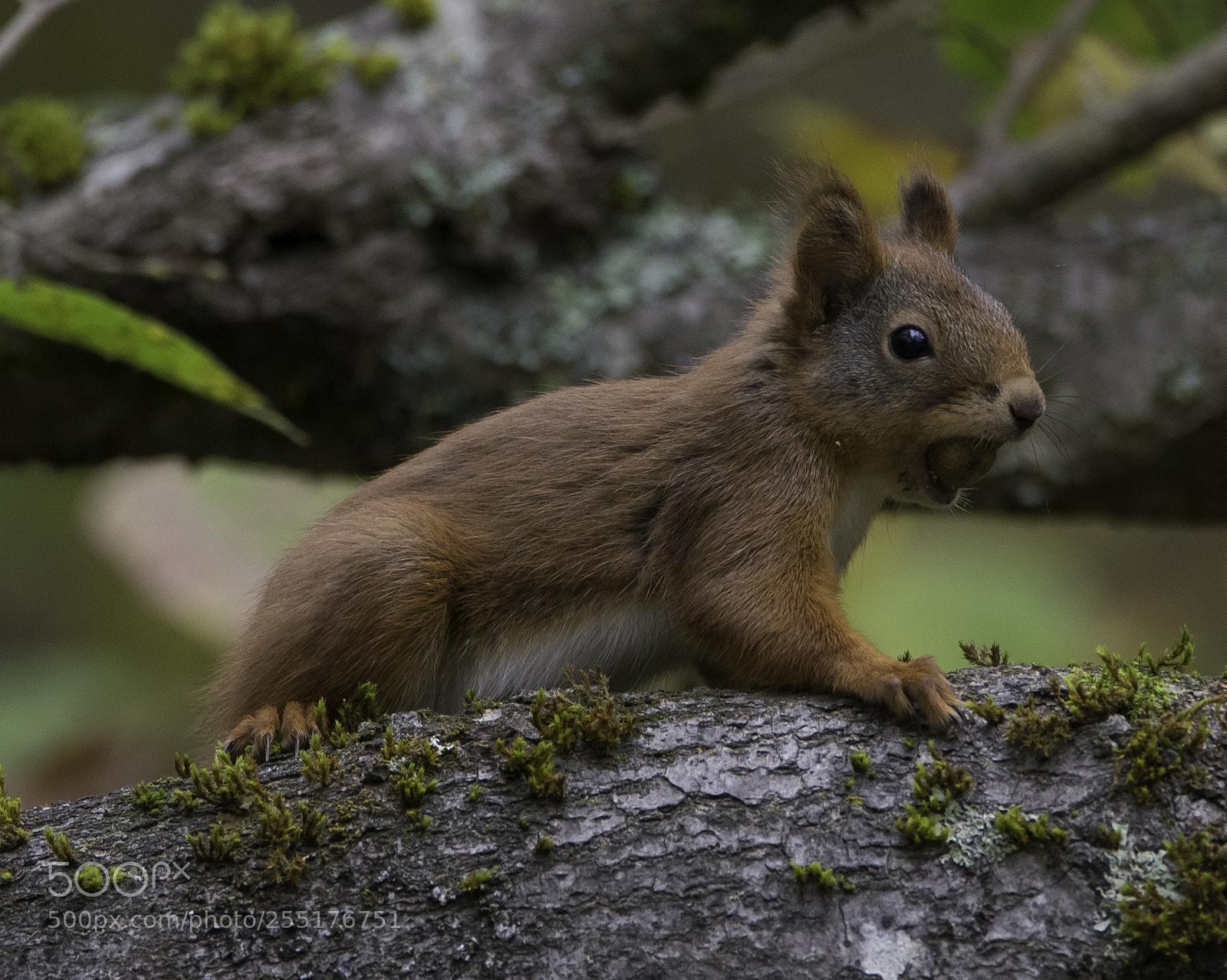 Nikon D5300 sample photo. Animals - mammals photography
