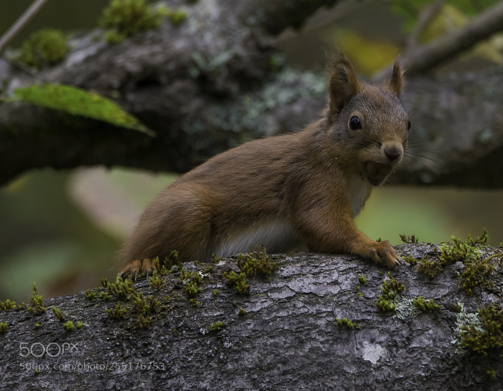 Nikon D5300 sample photo. Animals - mammals photography