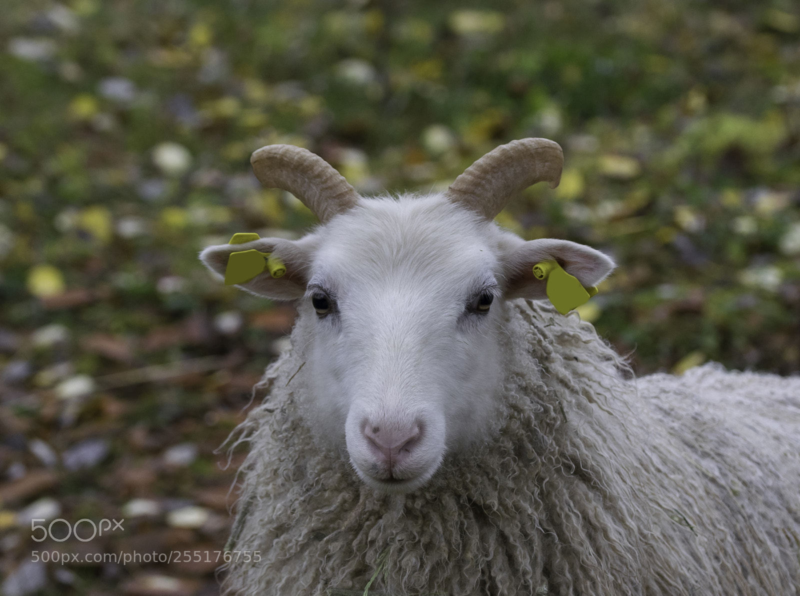 Nikon D5300 sample photo. Animals - mammals photography