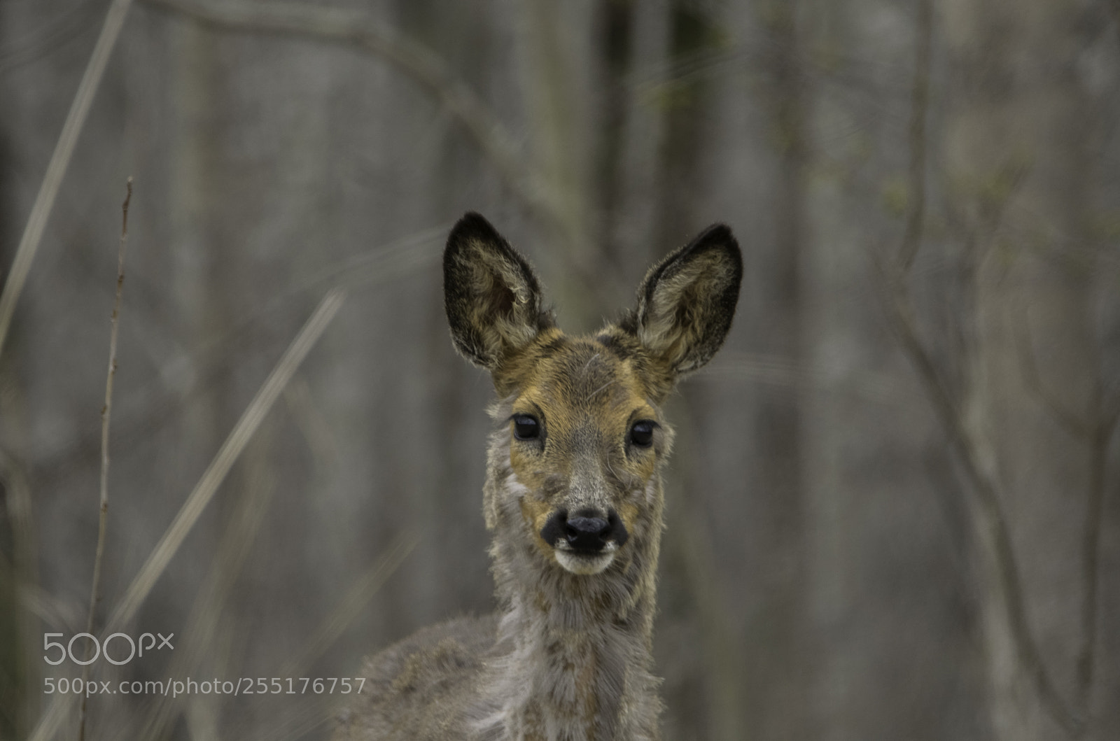 Nikon D5300 sample photo. Animals - mammals photography