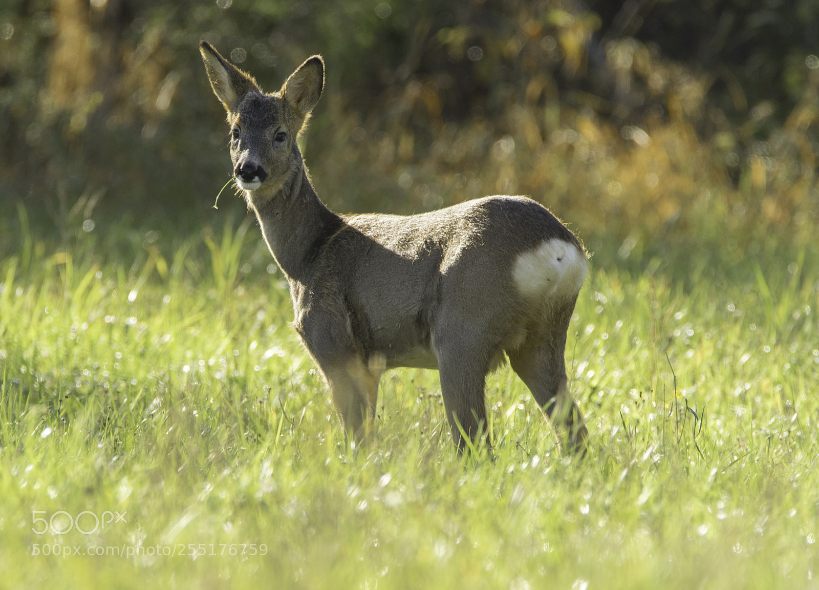 Nikon D5300 sample photo. Animals - mammals photography