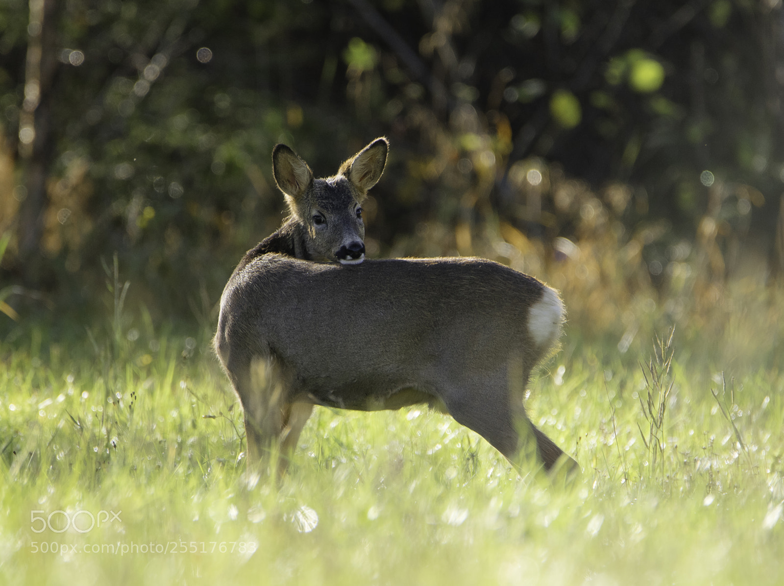 Nikon D5300 sample photo. Animals - mammals photography
