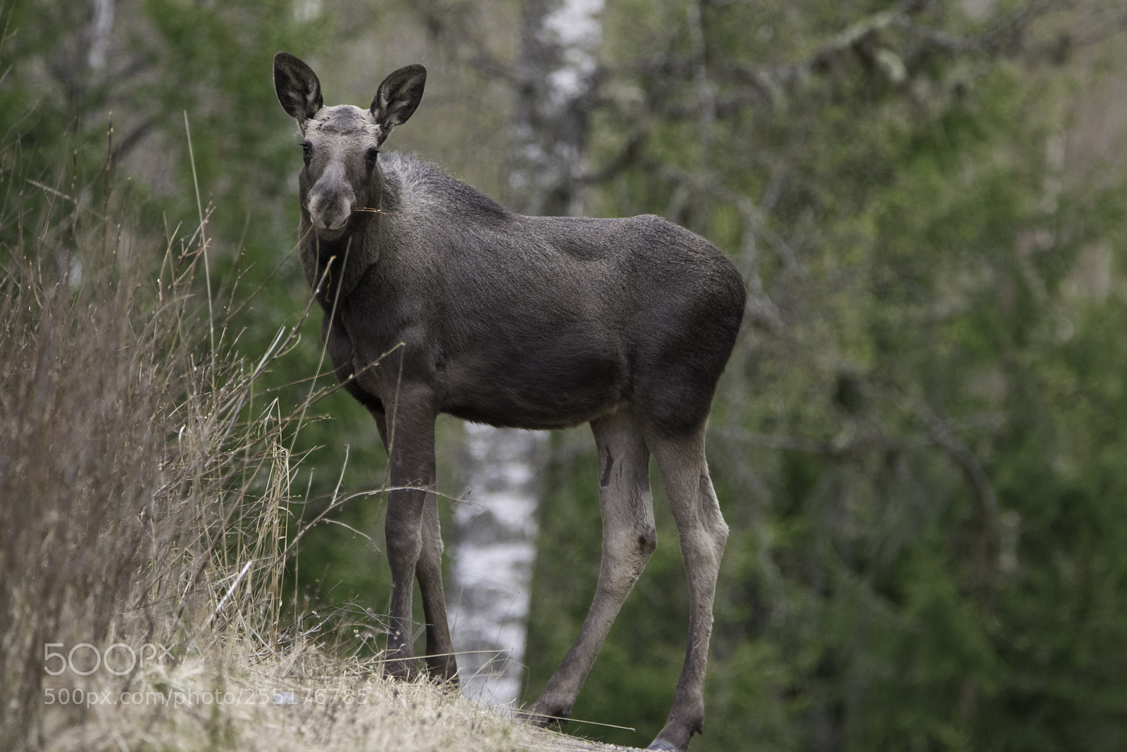 Nikon D5300 sample photo. Animals - mammals photography