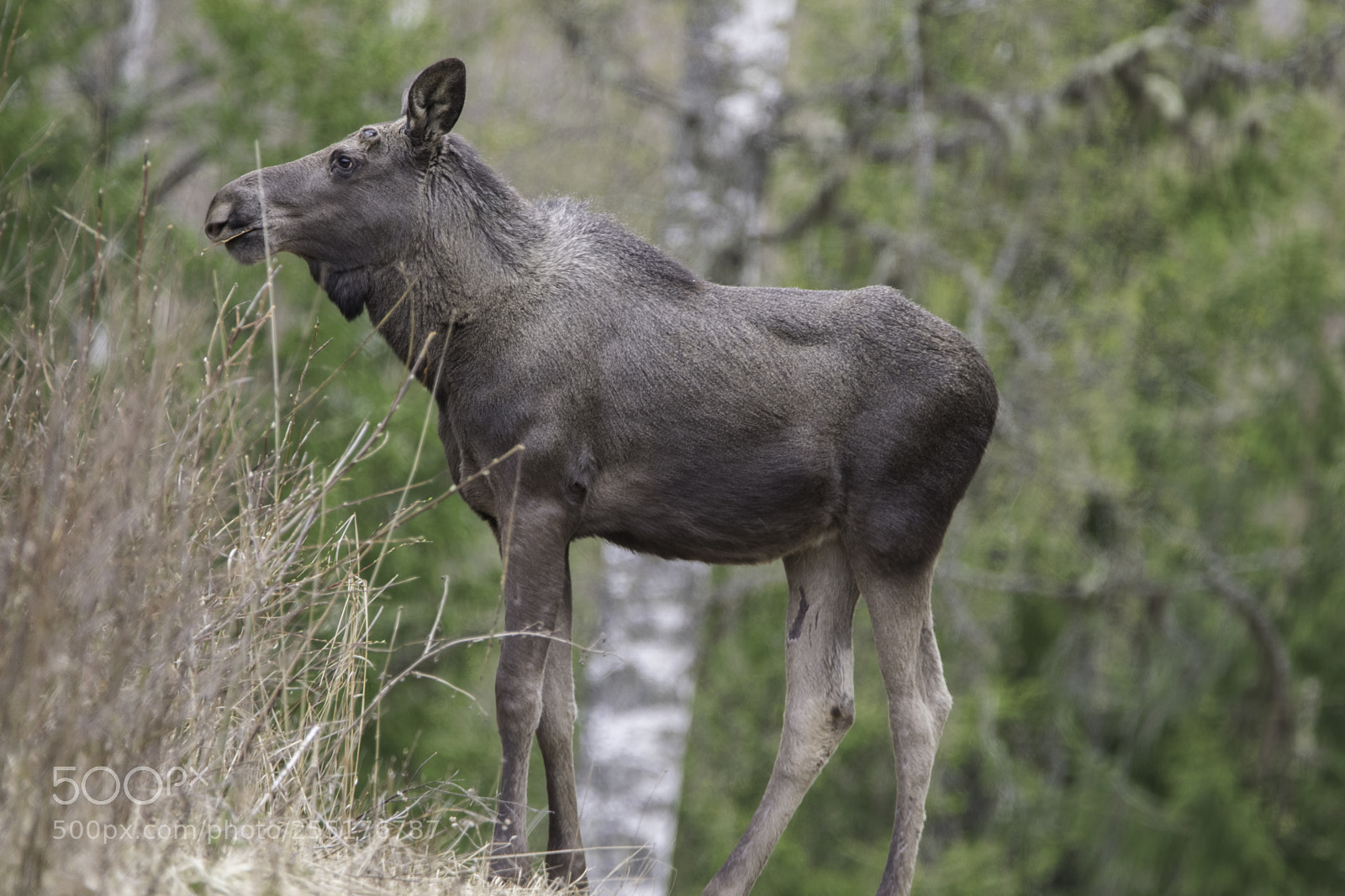Nikon D5300 sample photo. Animals - mammals photography
