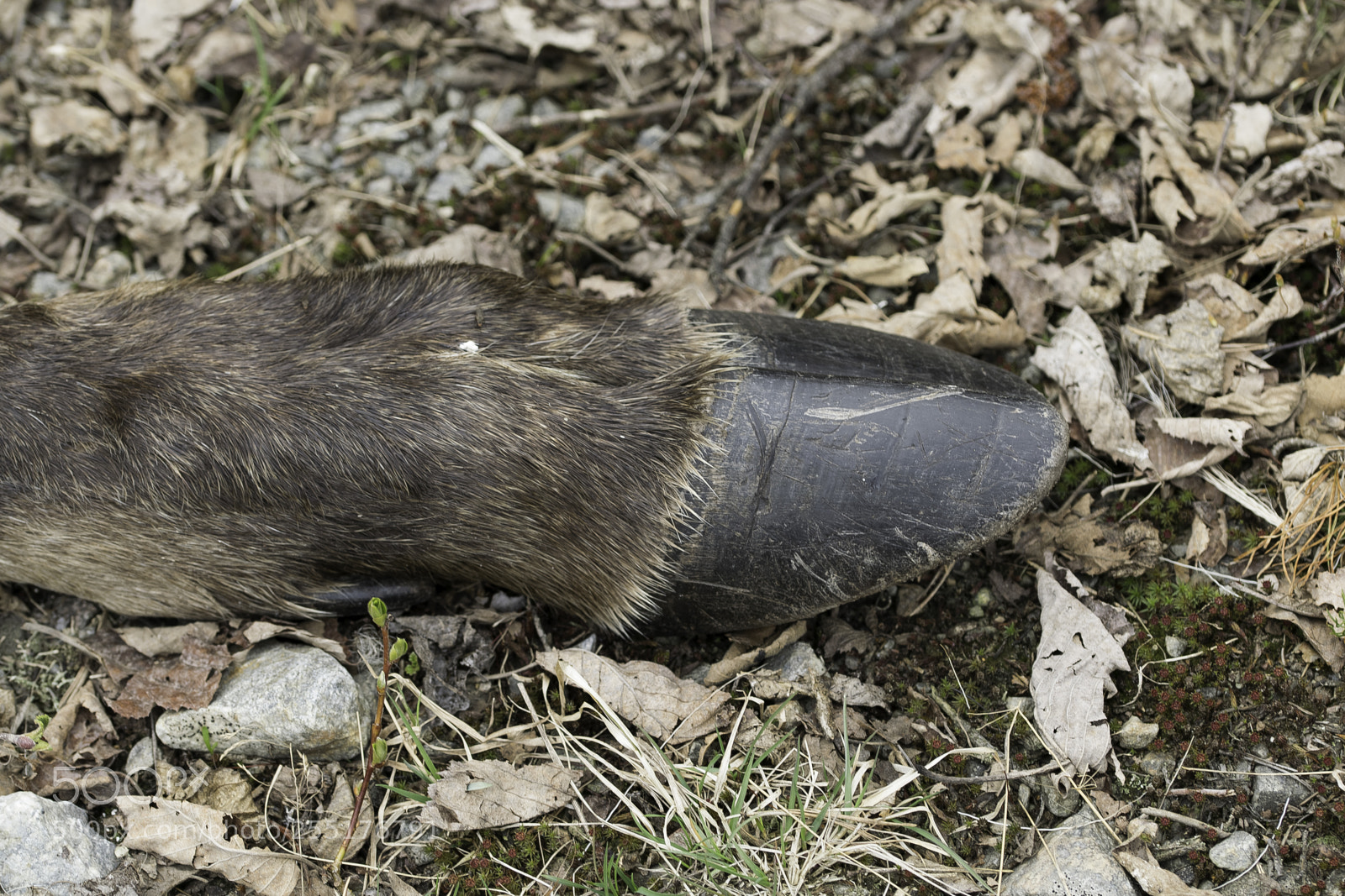 Nikon D5300 sample photo. Animals - mammals photography