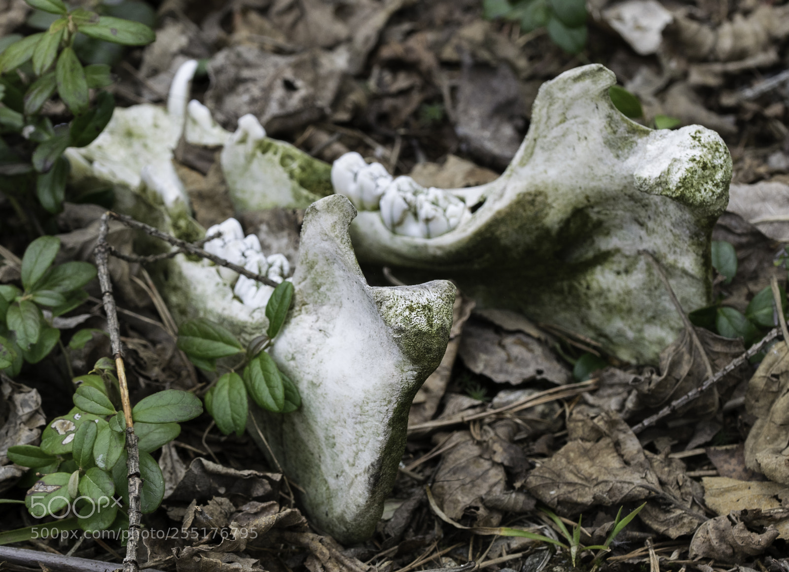 Nikon D5300 sample photo. Animals - mammals photography